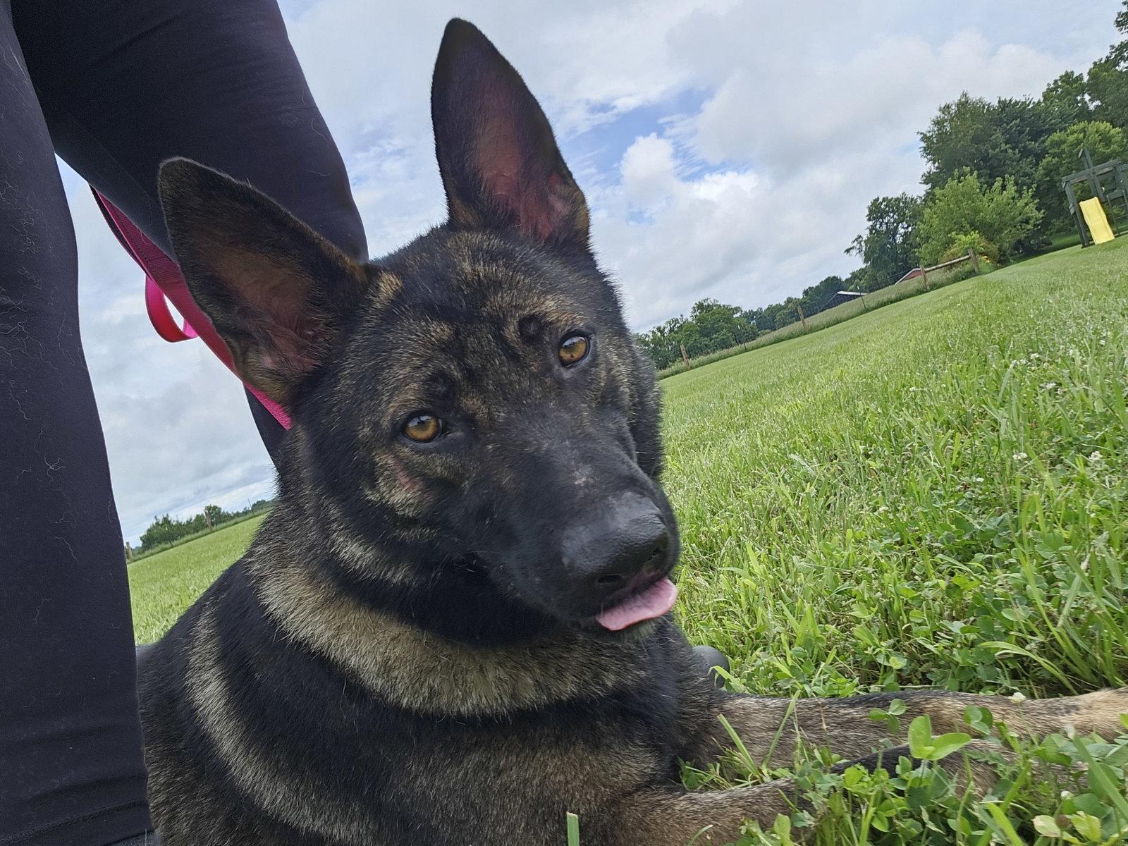 Lilith, a Adoptable German Shepherd Dog in Louisville, KY image 2/3