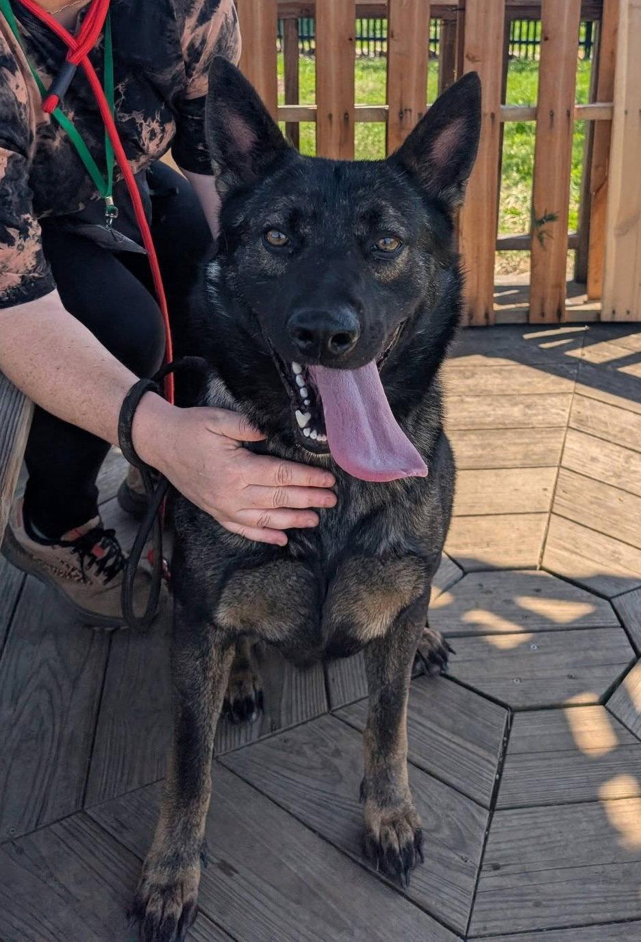 Enlarge Lilith, a Adoptable German Shepherd Dog in Louisville, KY image 1/1