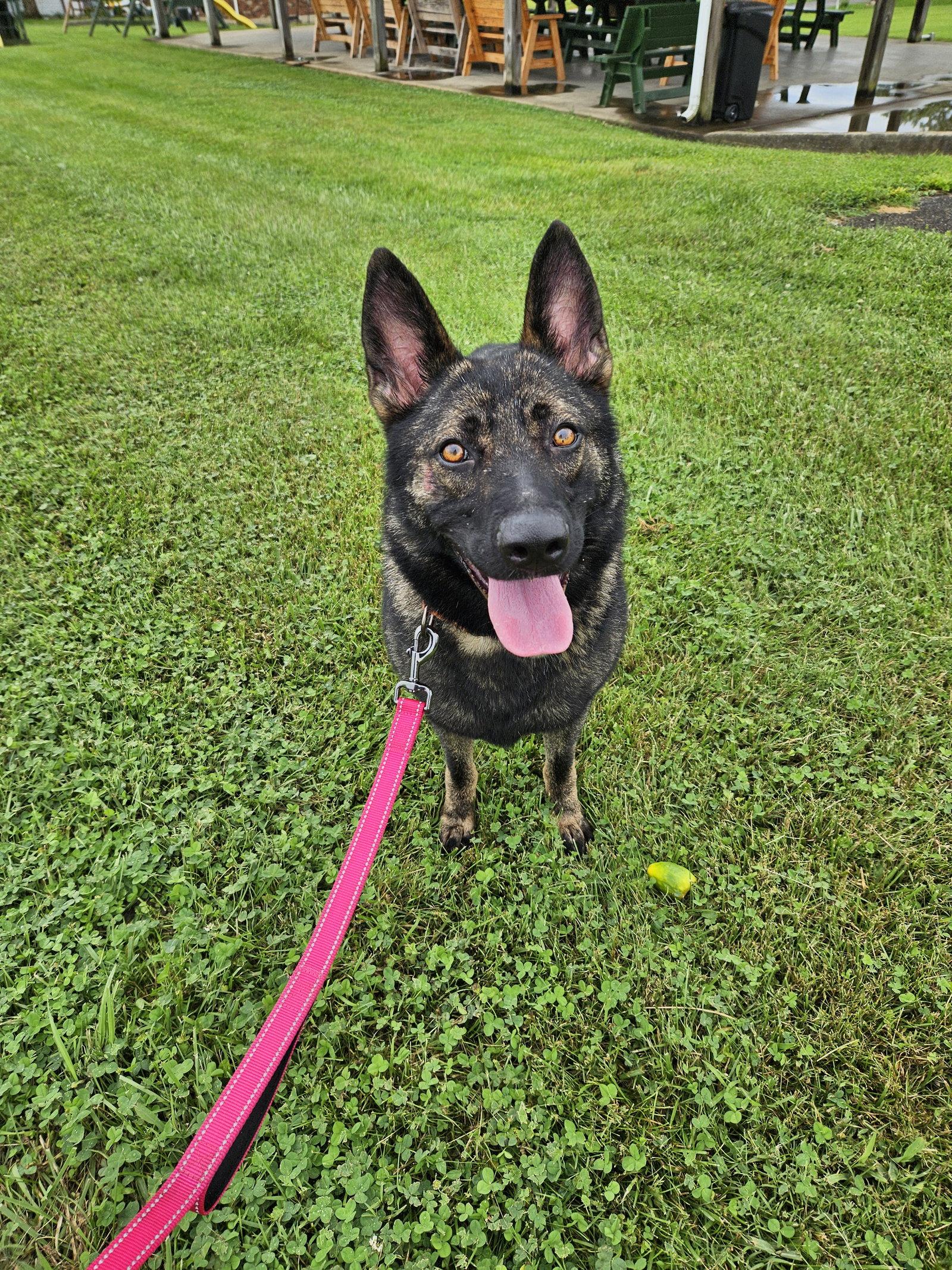 Lilith, a Adoptable German Shepherd Dog in Louisville, KY image 3/3