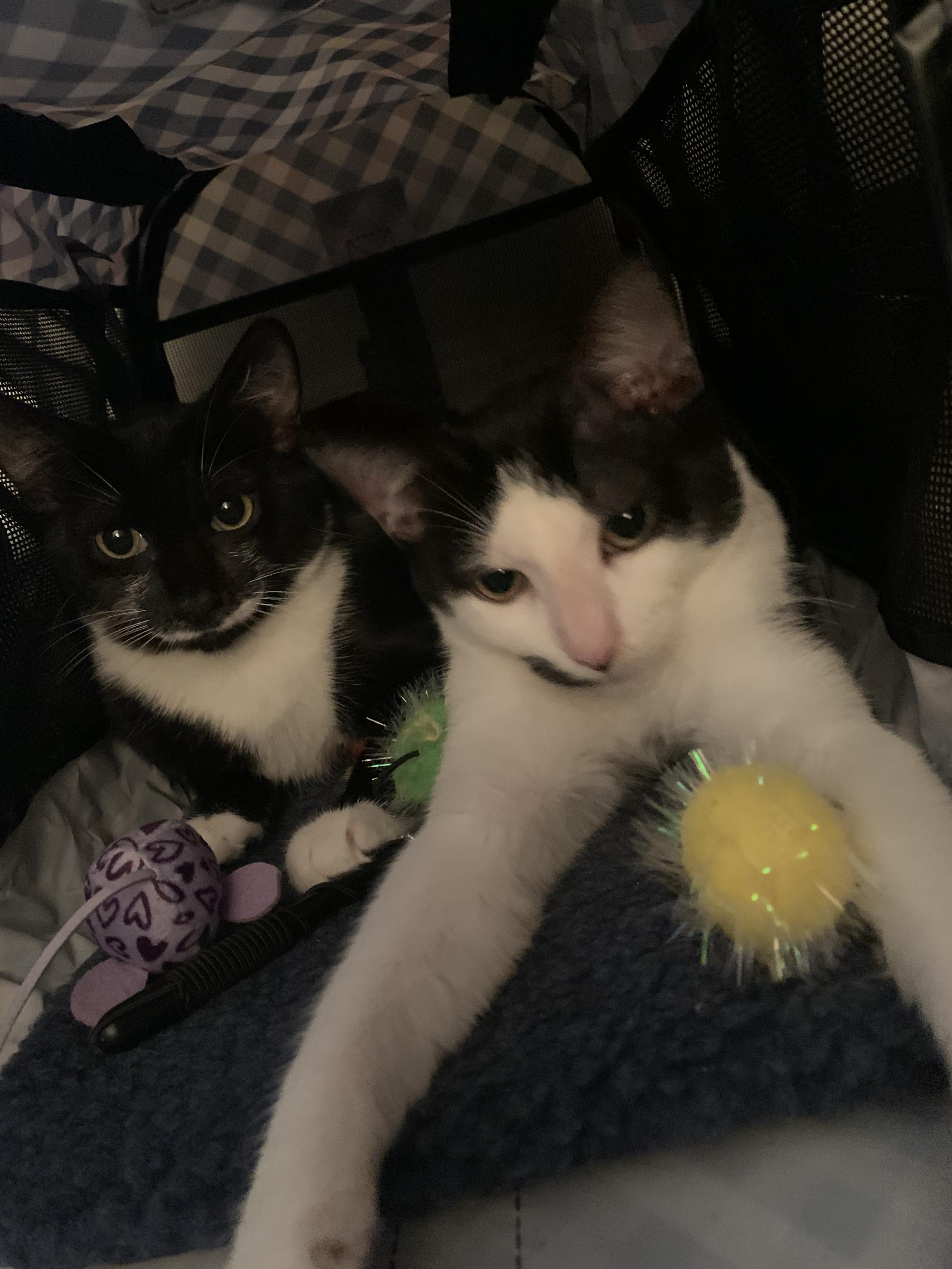 Lulu, a Adoptable Tuxedo in Richmond, VA image 6/6