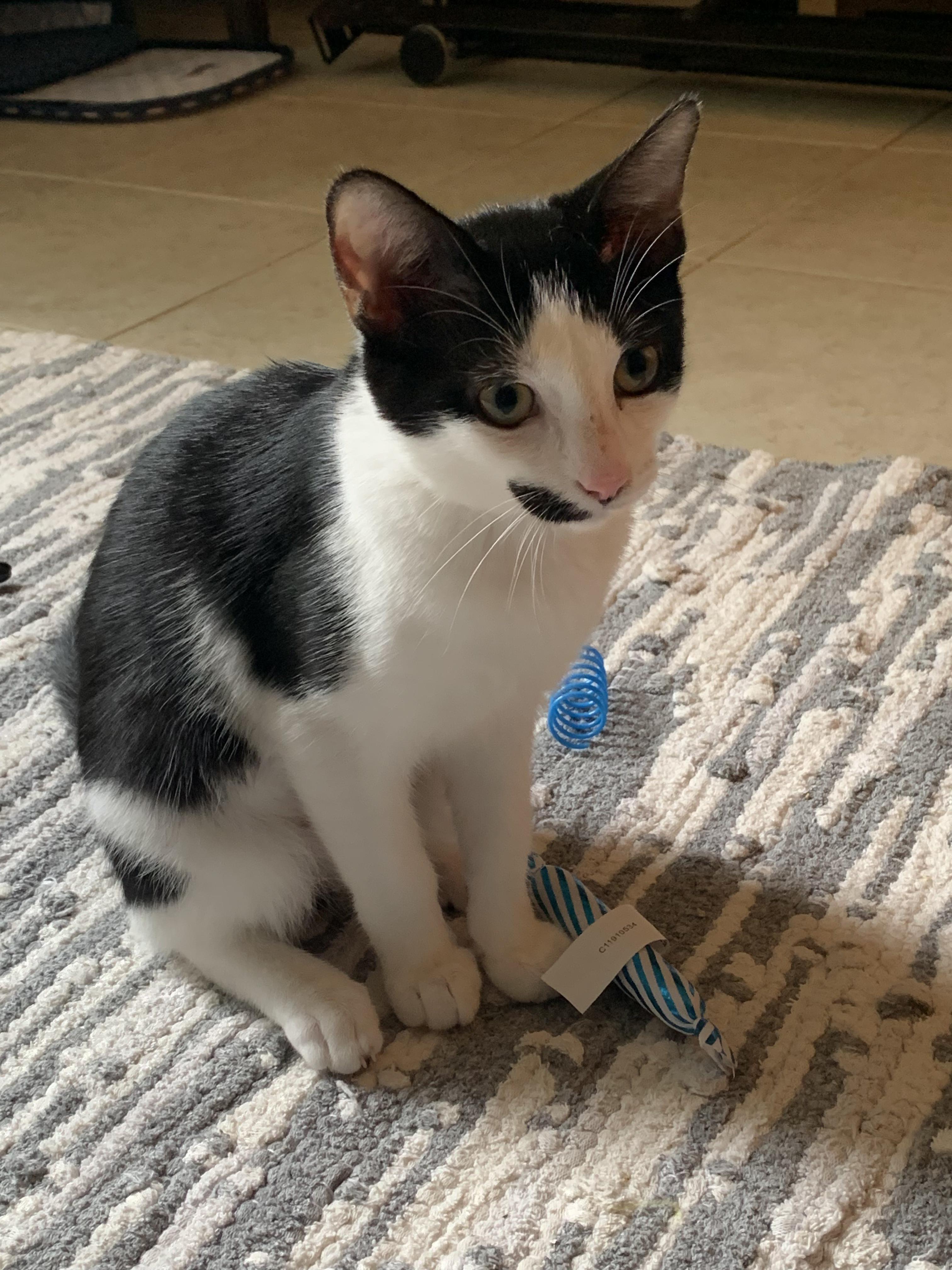 Lulu, Adoptable, Kitten Female Tuxedo.