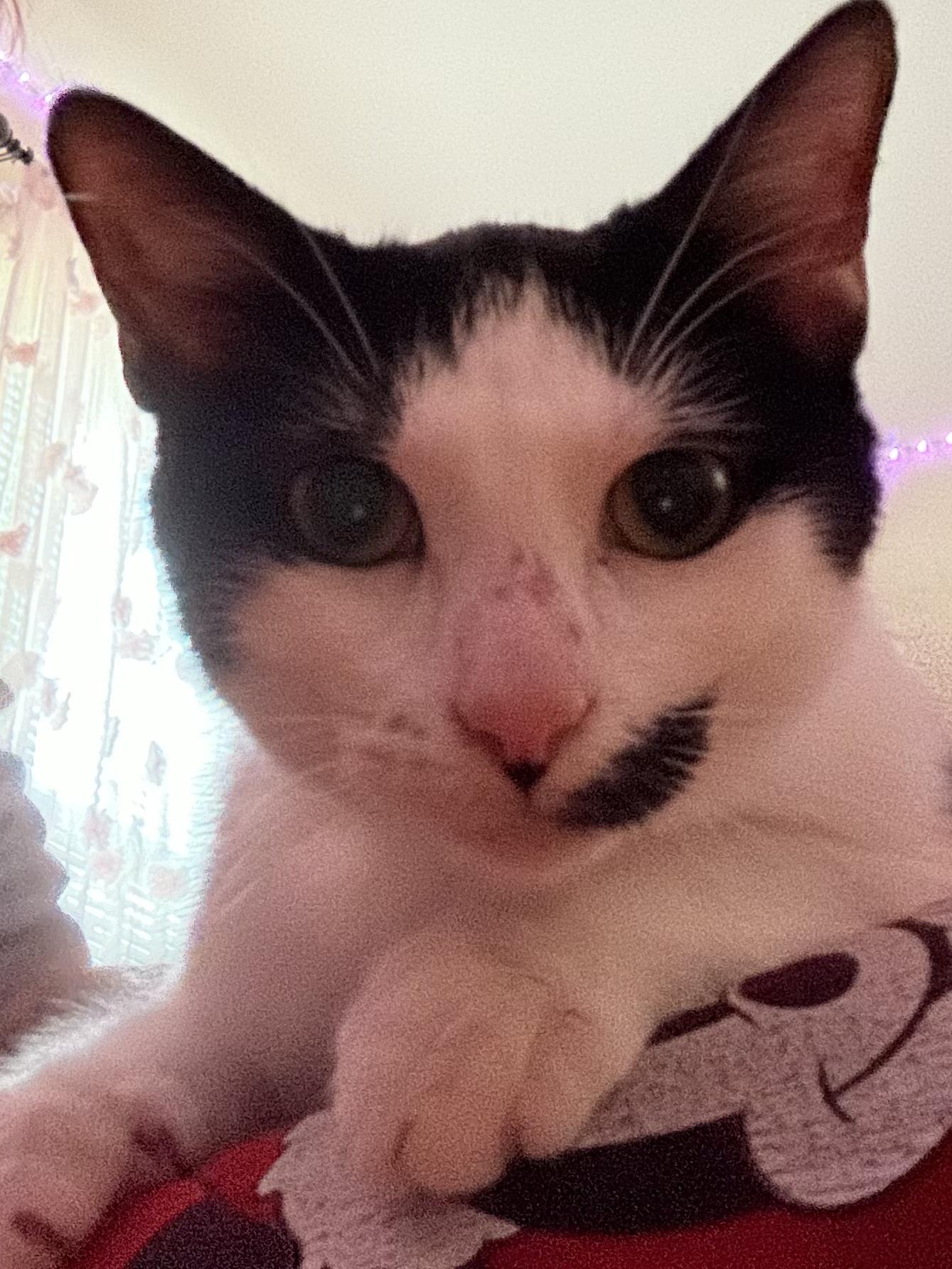 Lulu, a Adoptable Tuxedo in Richmond, VA image 2/6