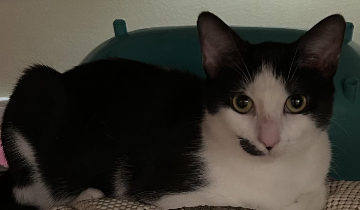 Lulu, a Adoptable Tuxedo in Richmond, VA image 3/6