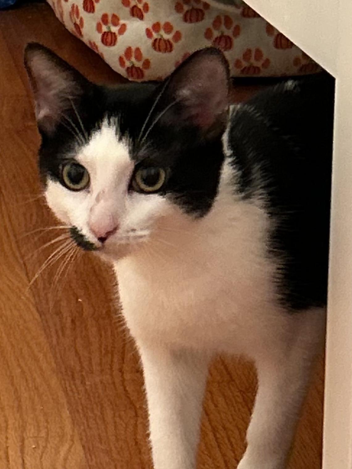 Lulu, a Adoptable Tuxedo in Richmond, VA image 4/6