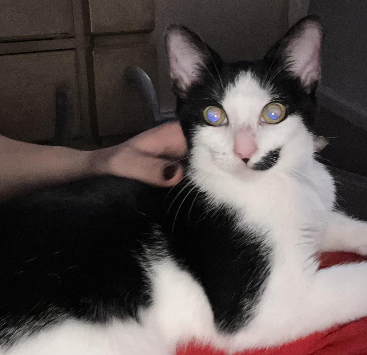 Lulu, a Adoptable Tuxedo in Richmond, VA image 5/6