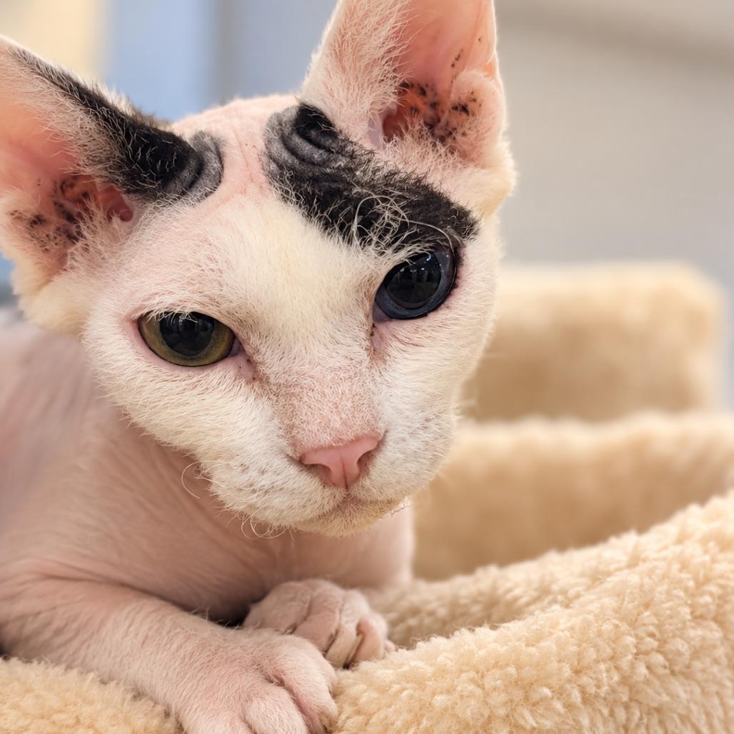 Jennifer, Adoptable, Young Female Sphynx / Hairless Cat & Domestic Short Hair.