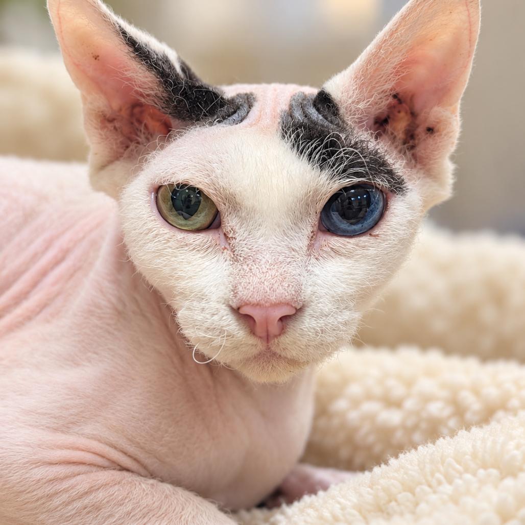 Enlarge Jennifer, a Adoptable mixed breed in Medford, NJ image 2/3