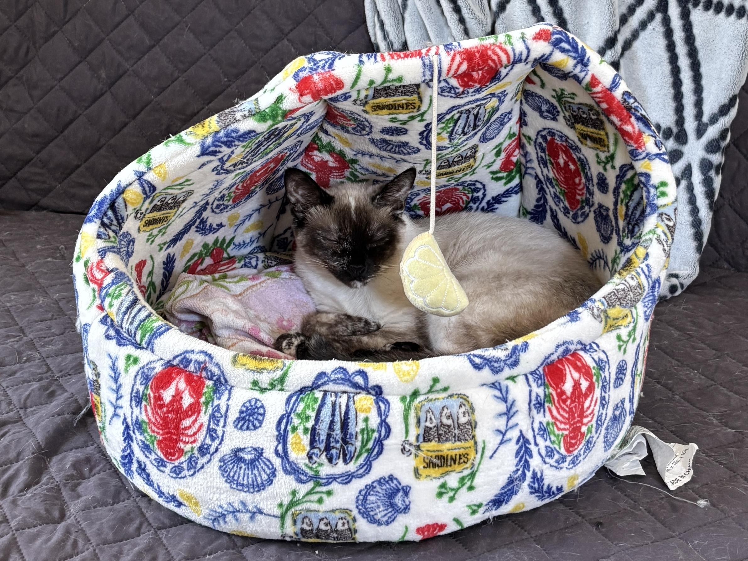 Enlarge Amy (Siamese) & Alice (Void kitty), a Adoptable Siamese in Los Angeles, CA image 4/5