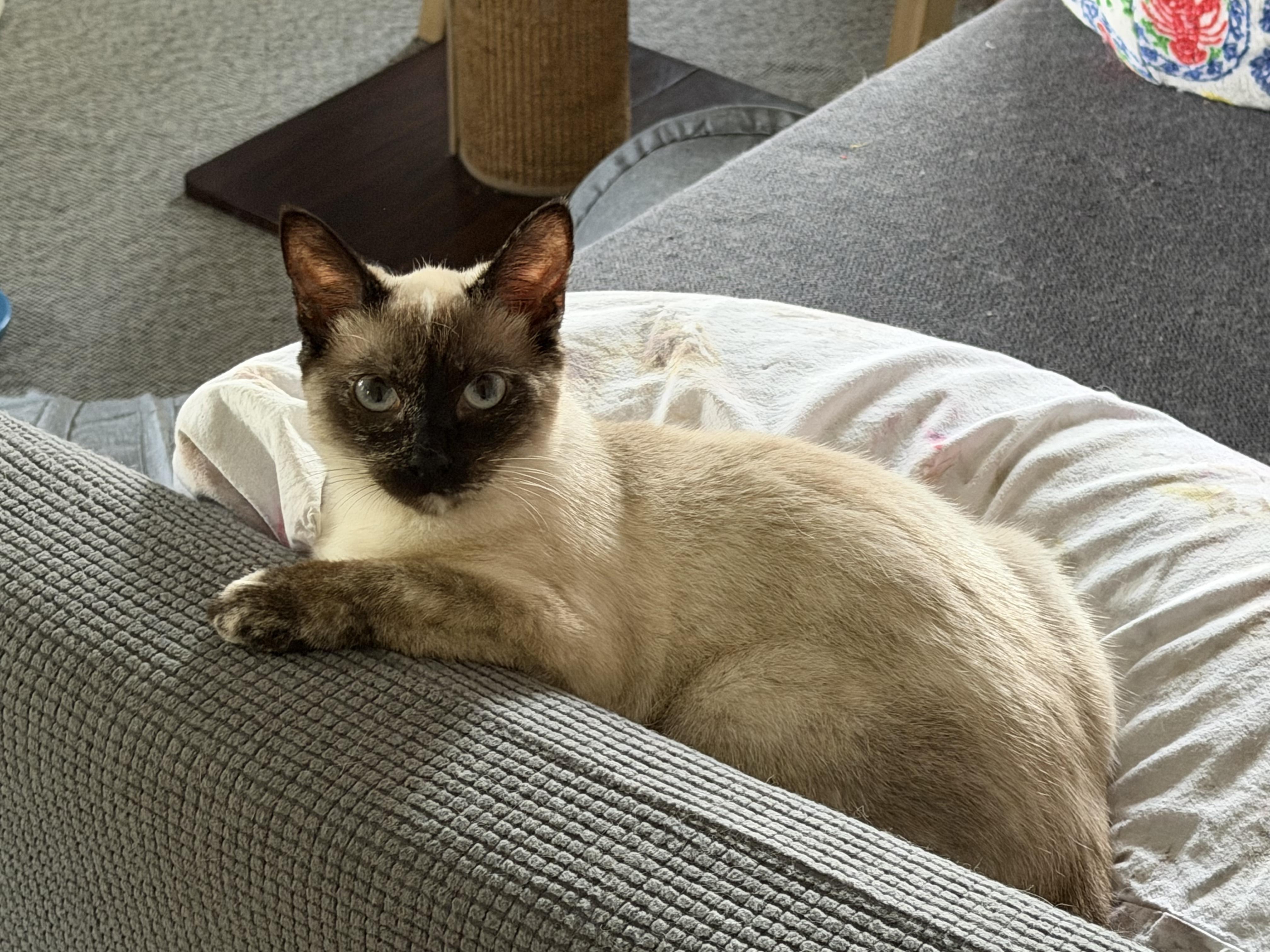 Enlarge Amy (Siamese) & Alice (Void kitty), a Adoptable Siamese in Los Angeles, CA image 2/5