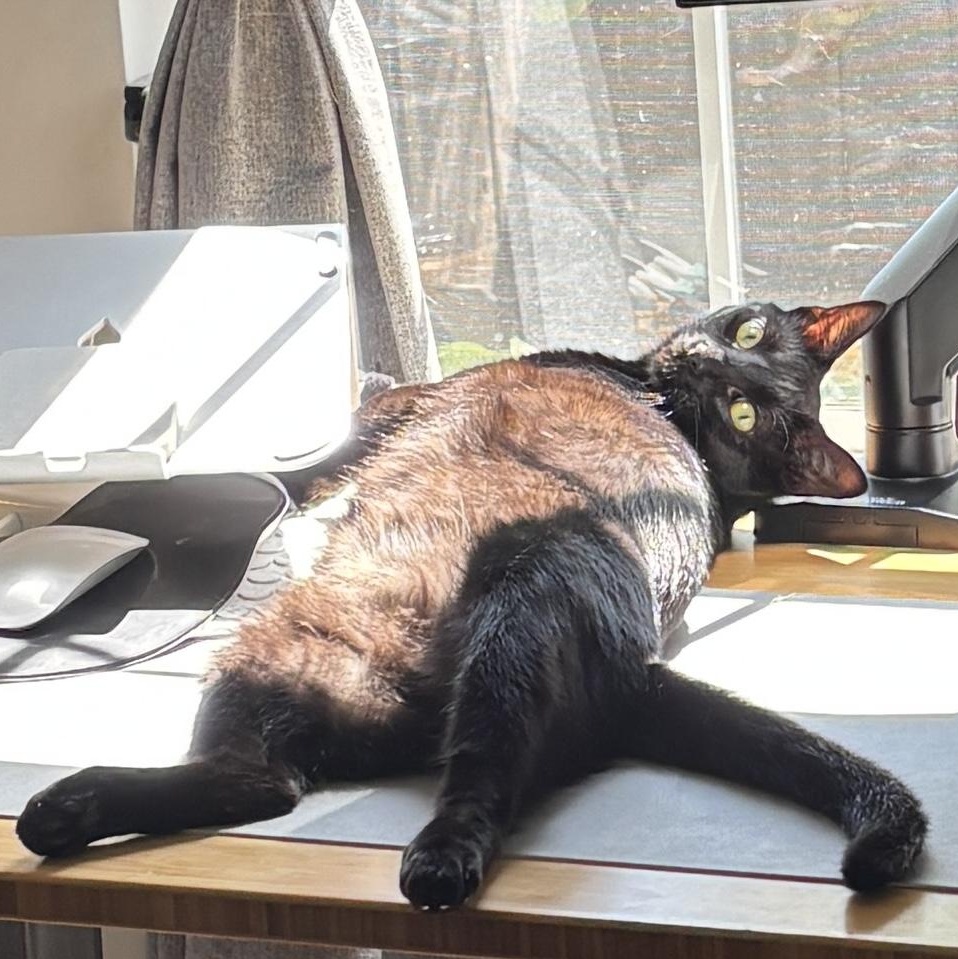 Amy (Siamese) & Alice (Void kitty), Adoptable, Young Female Siamese.
