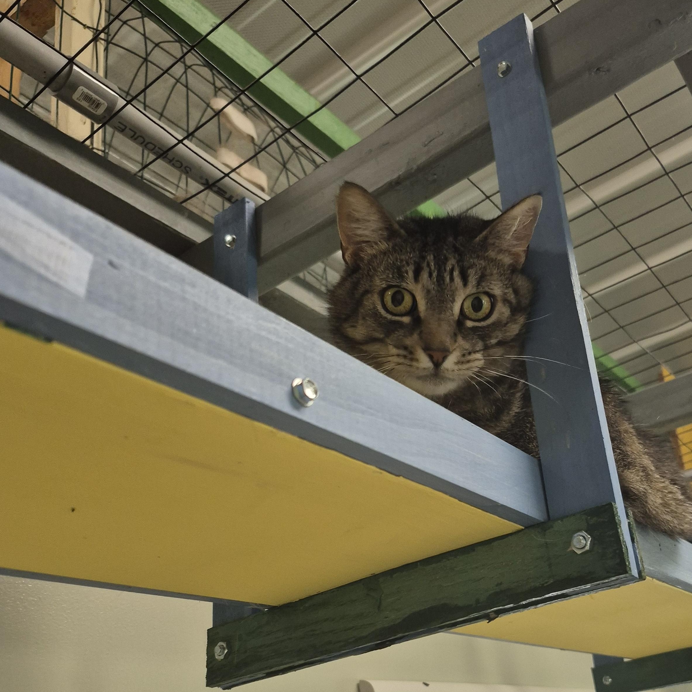LaVerne, a Adoptable Domestic Short Hair in Tioga, PA image 5/5