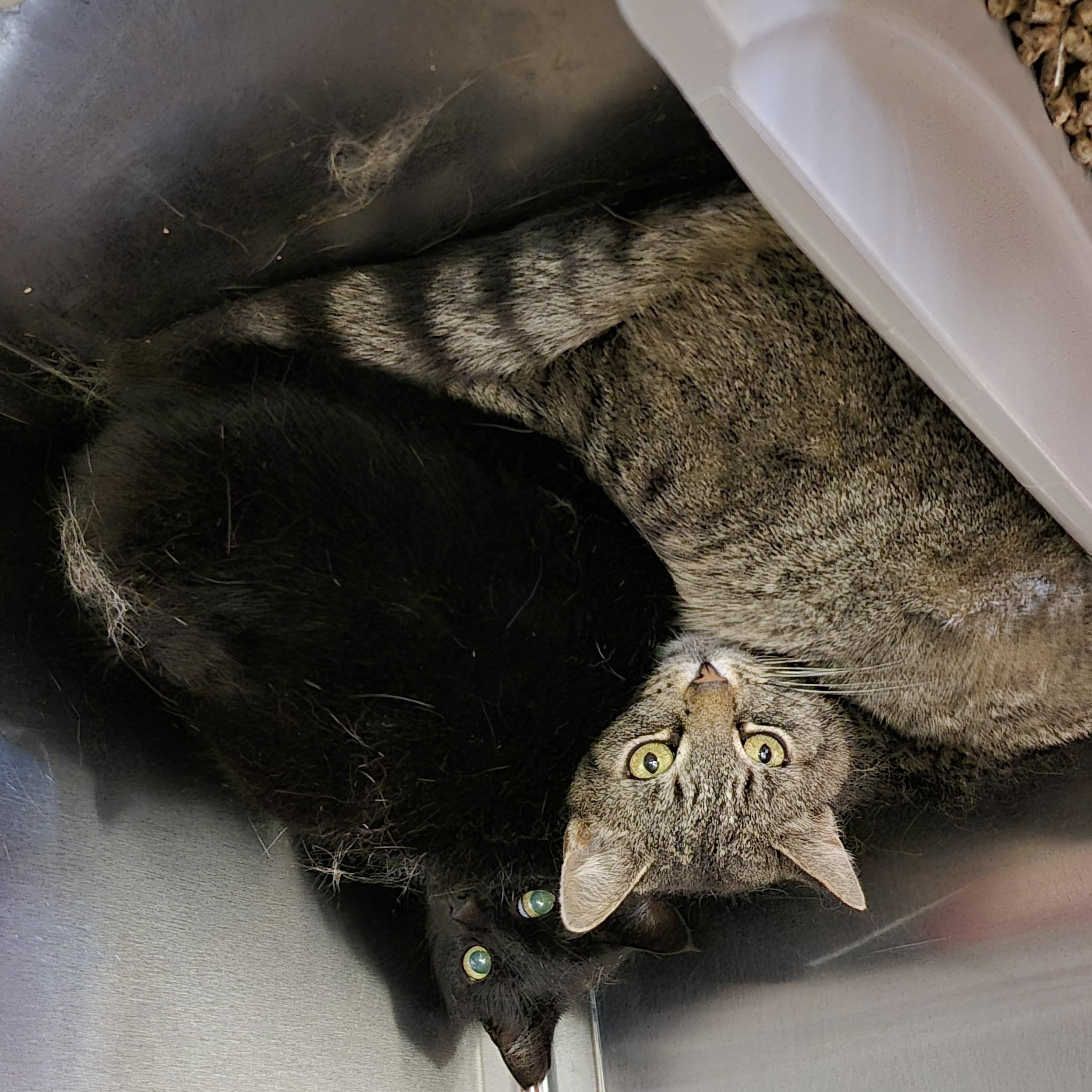 Enlarge LaVerne, a Adoptable Domestic Short Hair in Tioga, PA image 6/6