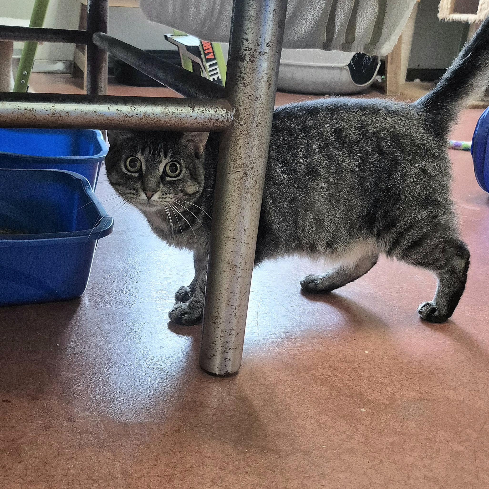 Enlarge LaVerne, a Adoptable Domestic Short Hair in Tioga, PA image 5/6