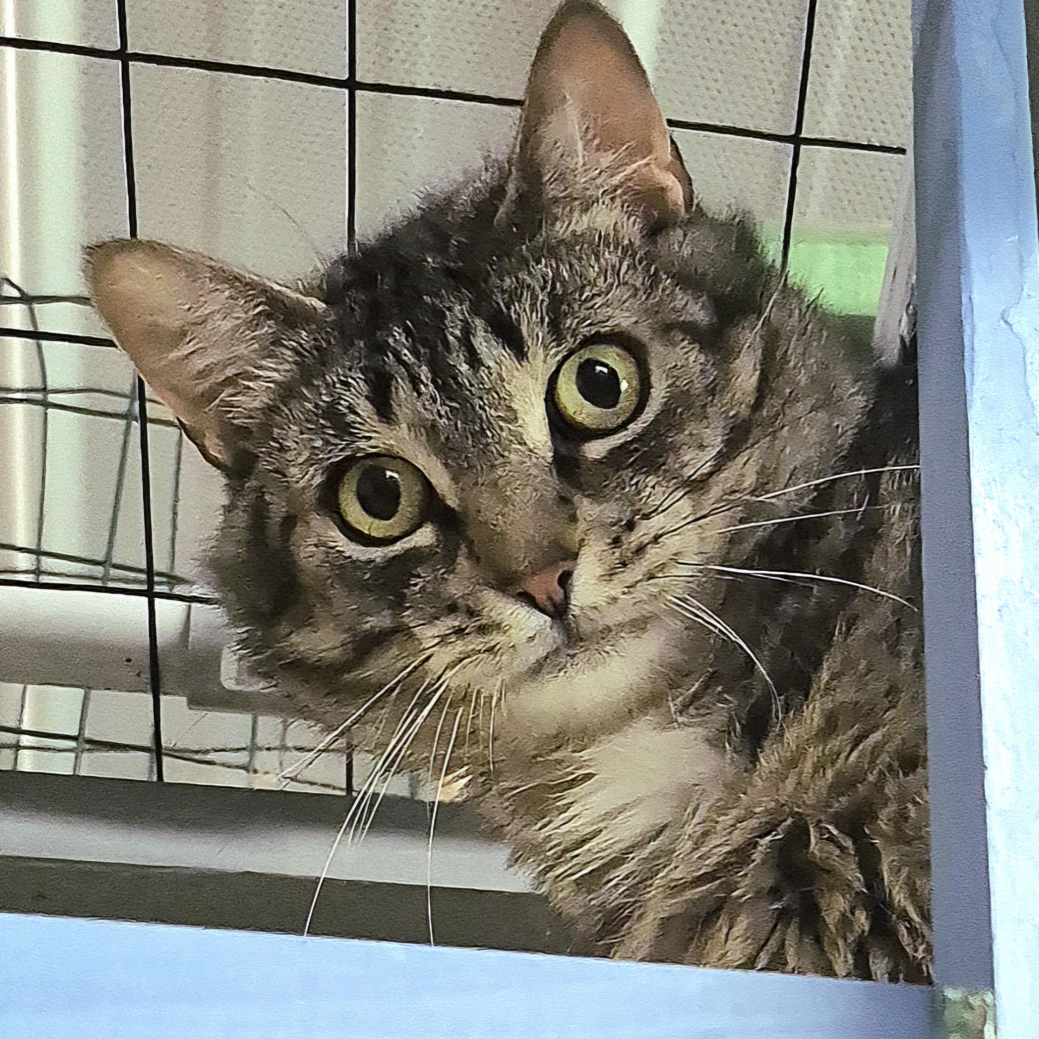 LaVerne, Adoptable, Adult Female Domestic Short Hair.