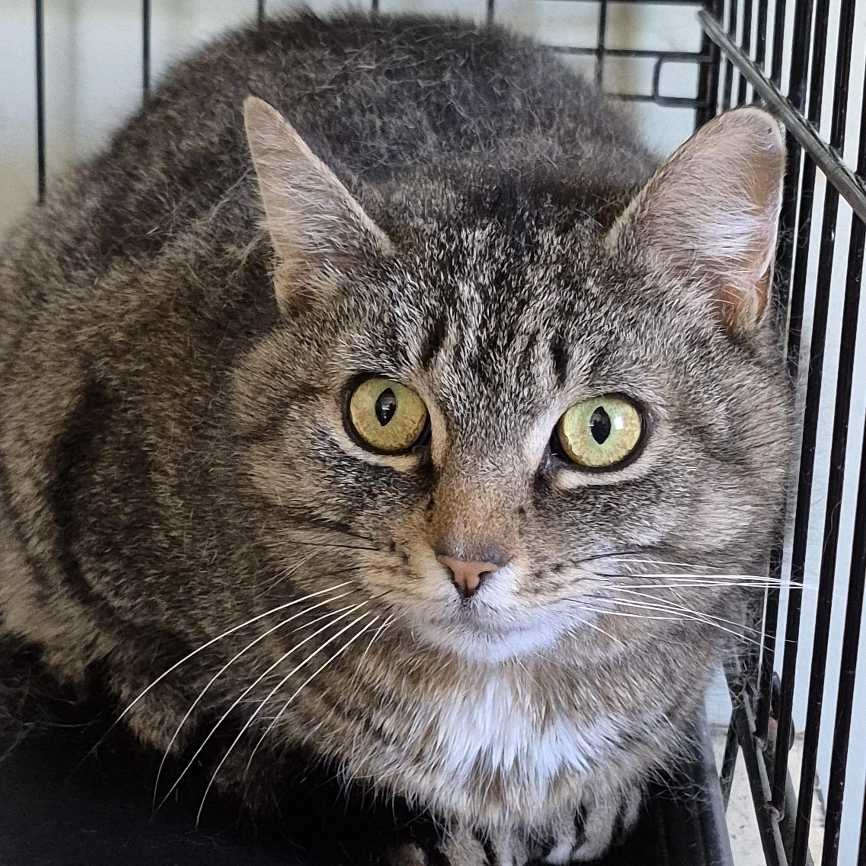 Enlarge LaVerne, a Adoptable Domestic Short Hair in Tioga, PA image 1/2