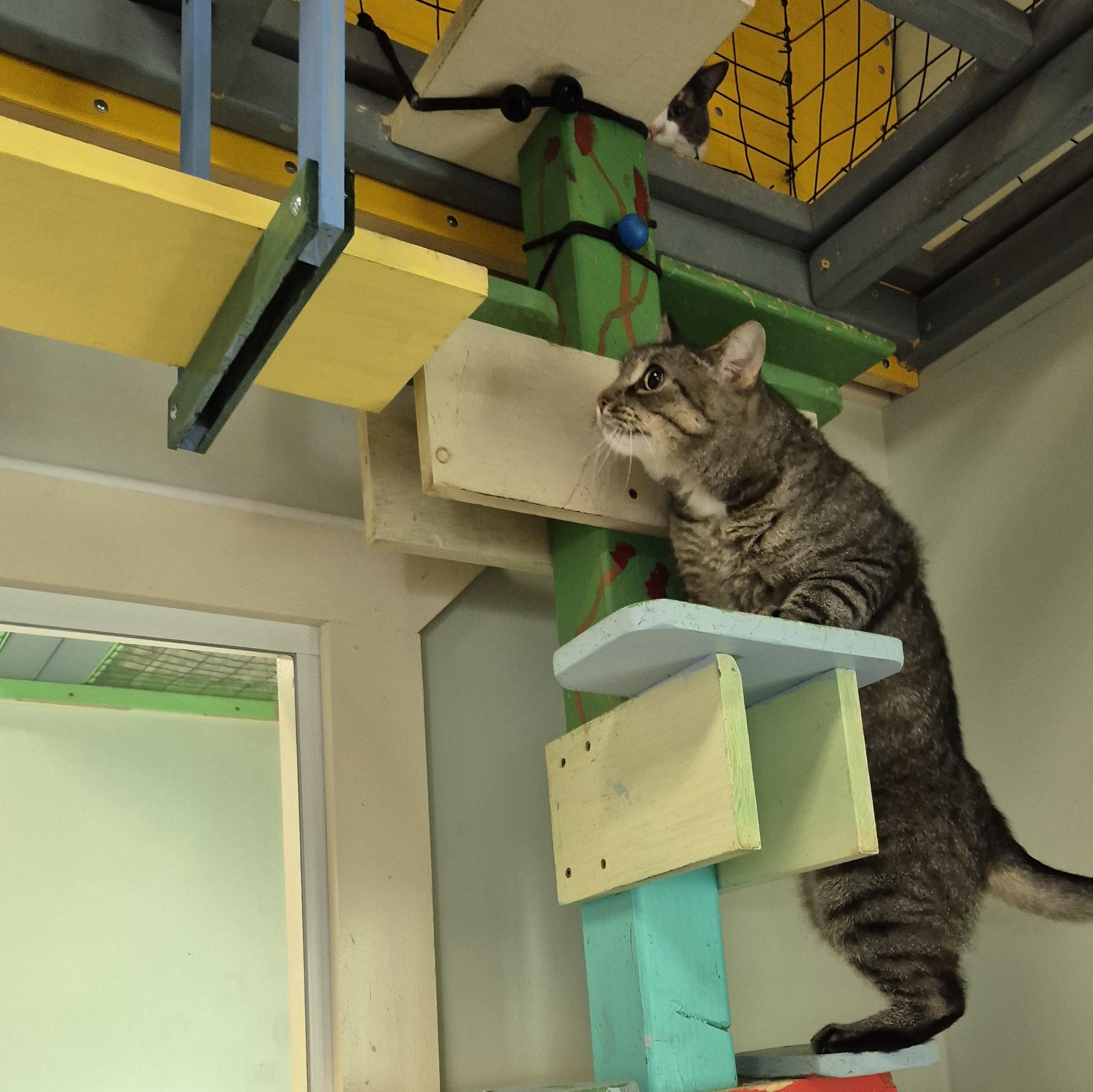 Enlarge LaVerne, a Adoptable Domestic Short Hair in Tioga, PA image 4/6