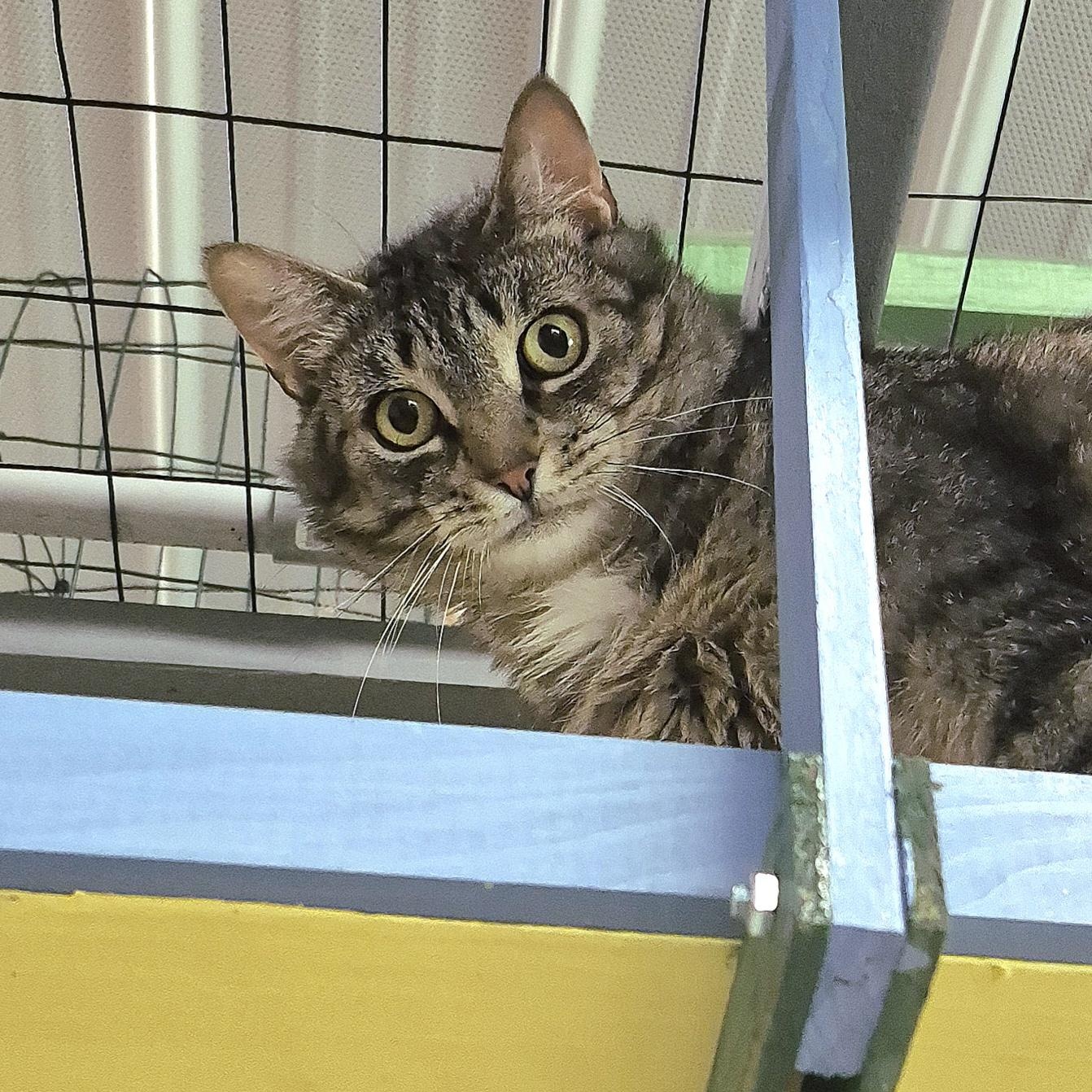 LaVerne, a Adoptable Domestic Short Hair in Tioga, PA image 4/5