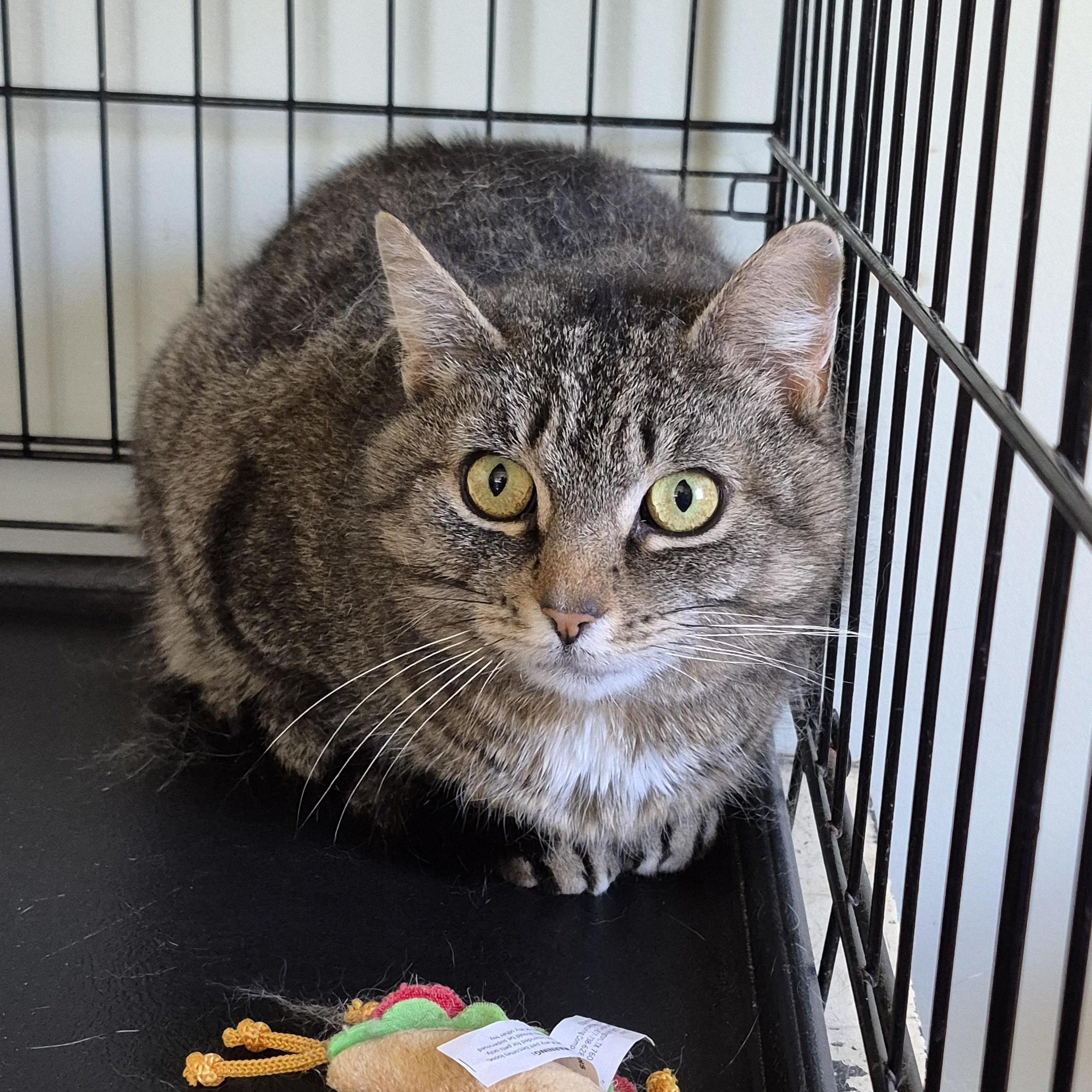 Enlarge LaVerne, a Adoptable Domestic Short Hair in Tioga, PA image 2/2