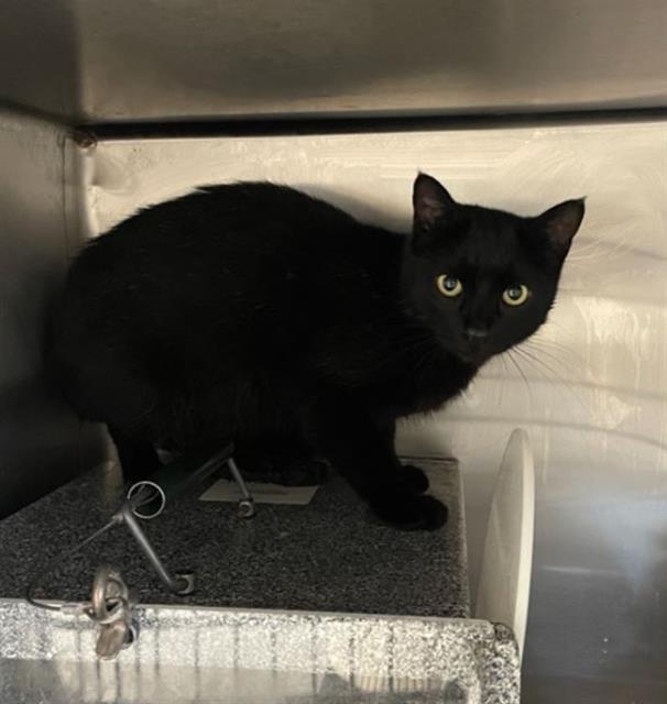 HOLLY, Adoptable, Young Female Domestic Short Hair.