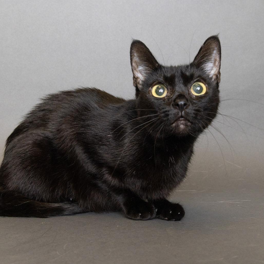 Enlarge Bella, a Adoptable Domestic Short Hair in Franklin, TN image 1/2
