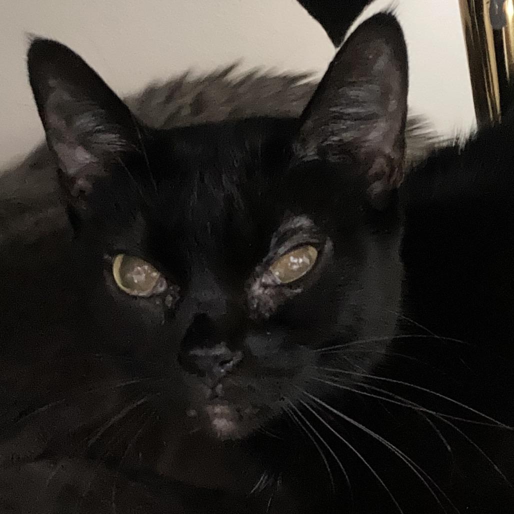 Enlarge Bella, a Adoptable Domestic Short Hair in Franklin, TN image 2/2