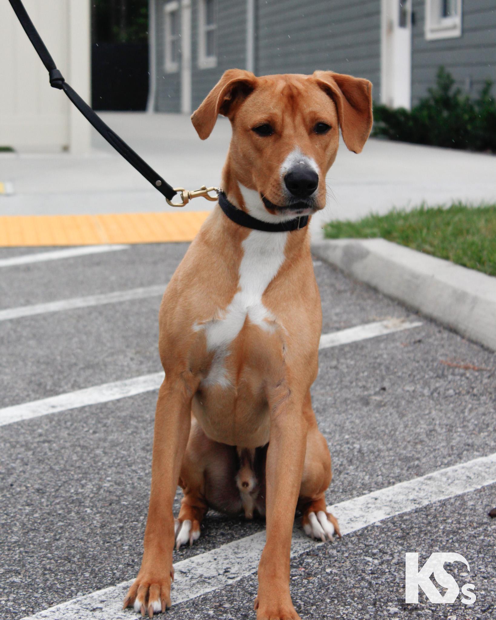 Hermes, a ADOPTABLE mixed breed in Ponte Vedra, FL image 5/5