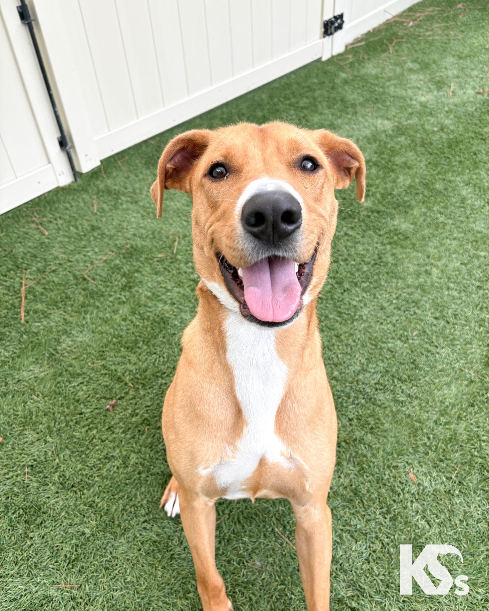 Hermes, a ADOPTABLE mixed breed in Ponte Vedra, FL image 2/5