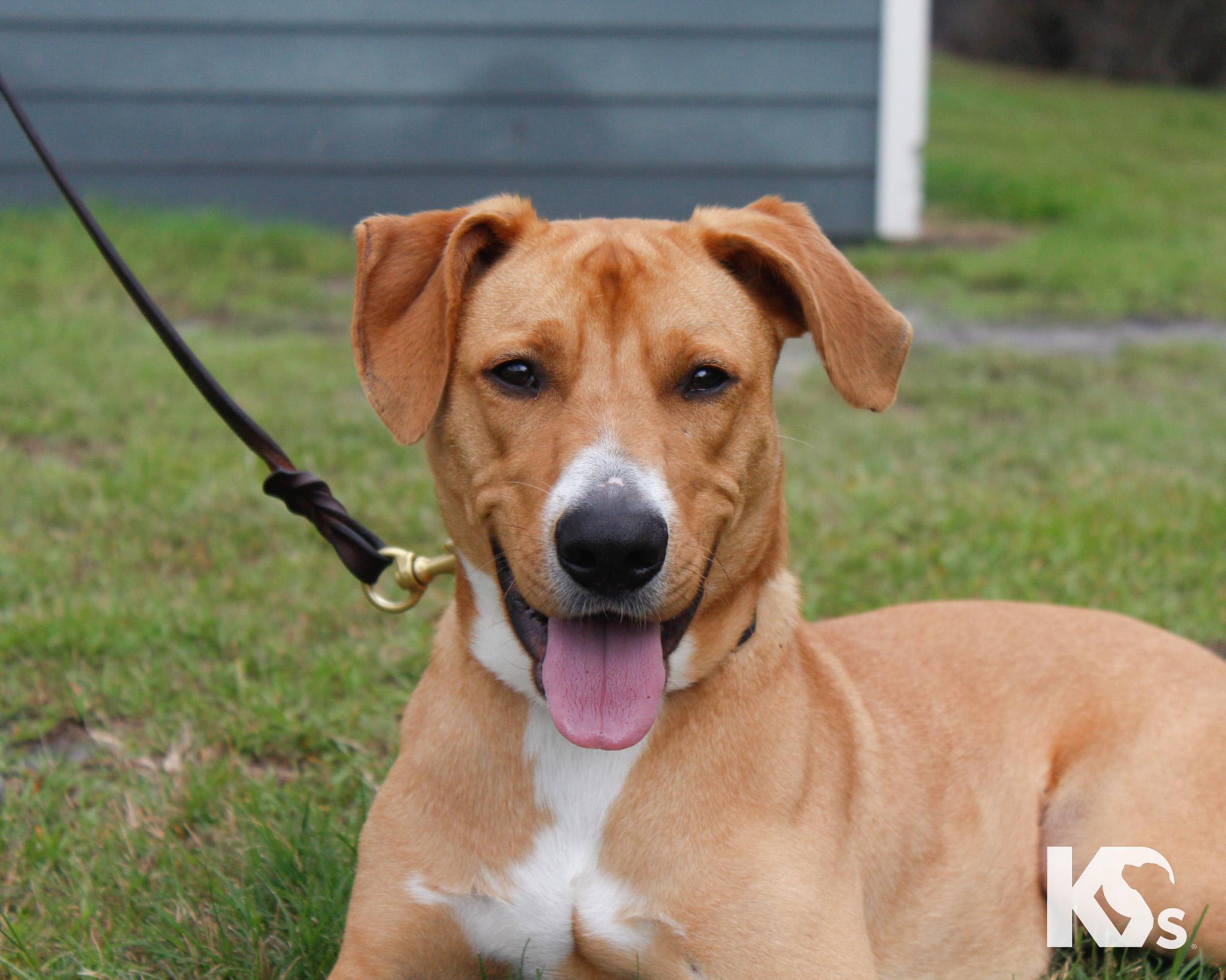 Hermes, ADOPTABLE, Young Male Rhodesian Ridgeback & American Staffordshire Terrier.
