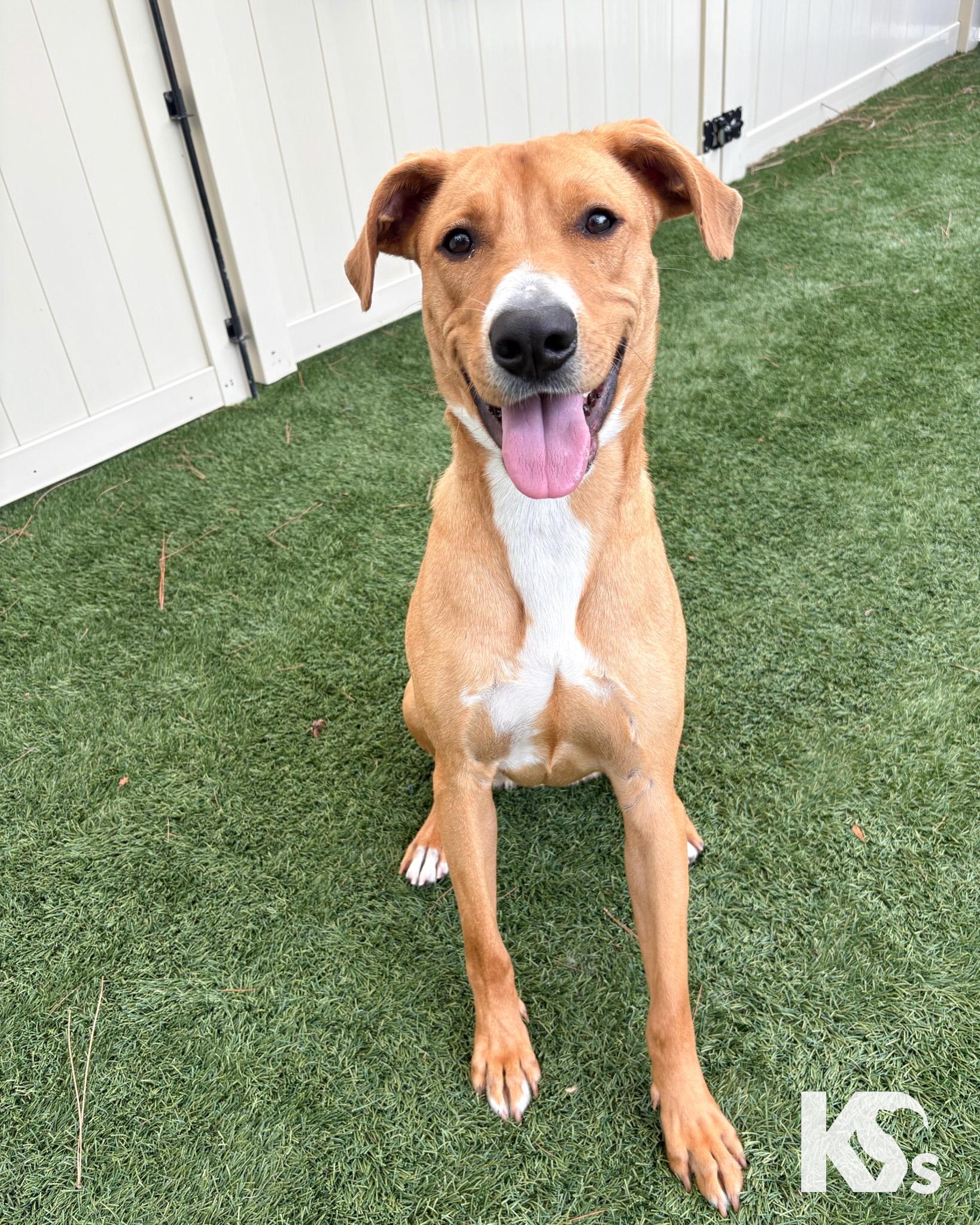 Hermes, a ADOPTABLE mixed breed in Ponte Vedra, FL image 3/5