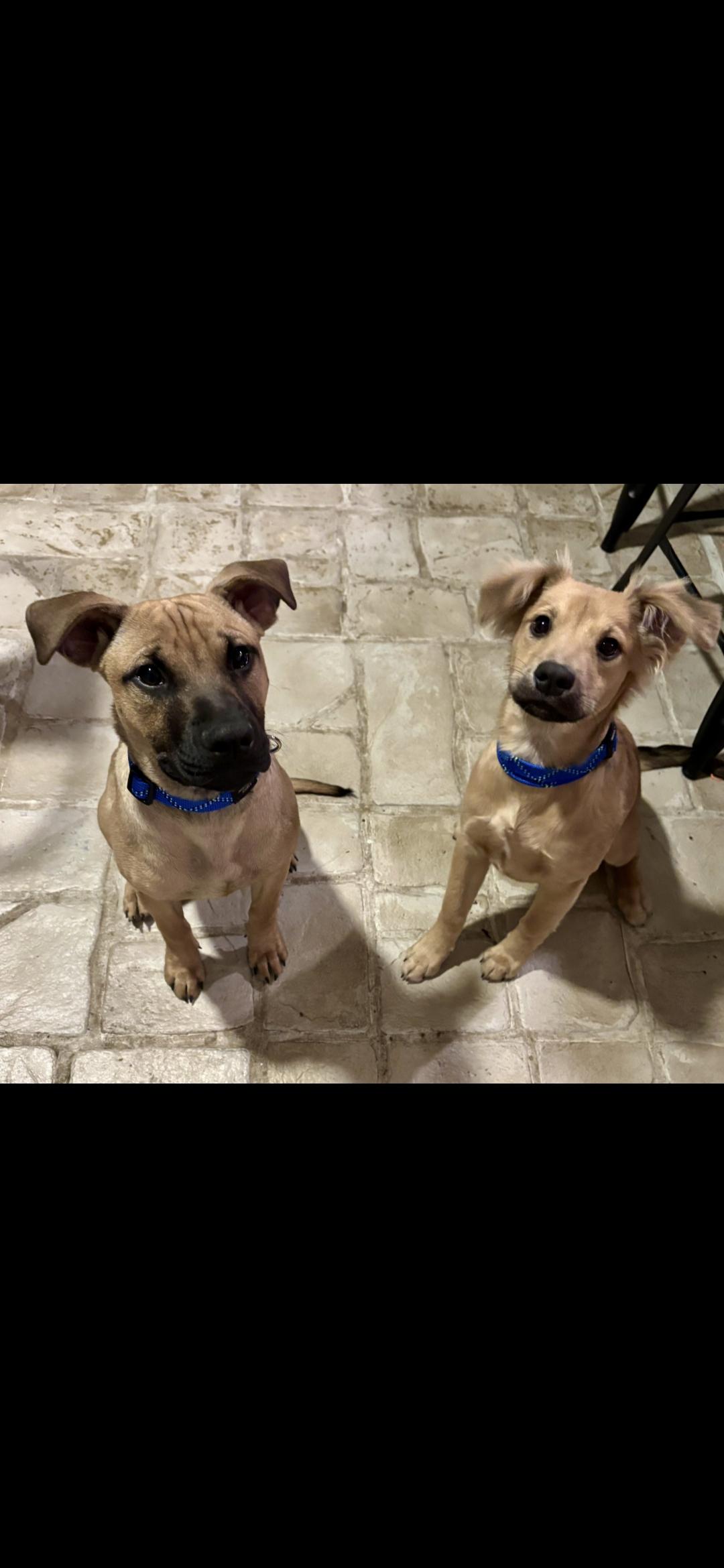 Fozzy and Gonzo, Baby Male unknown