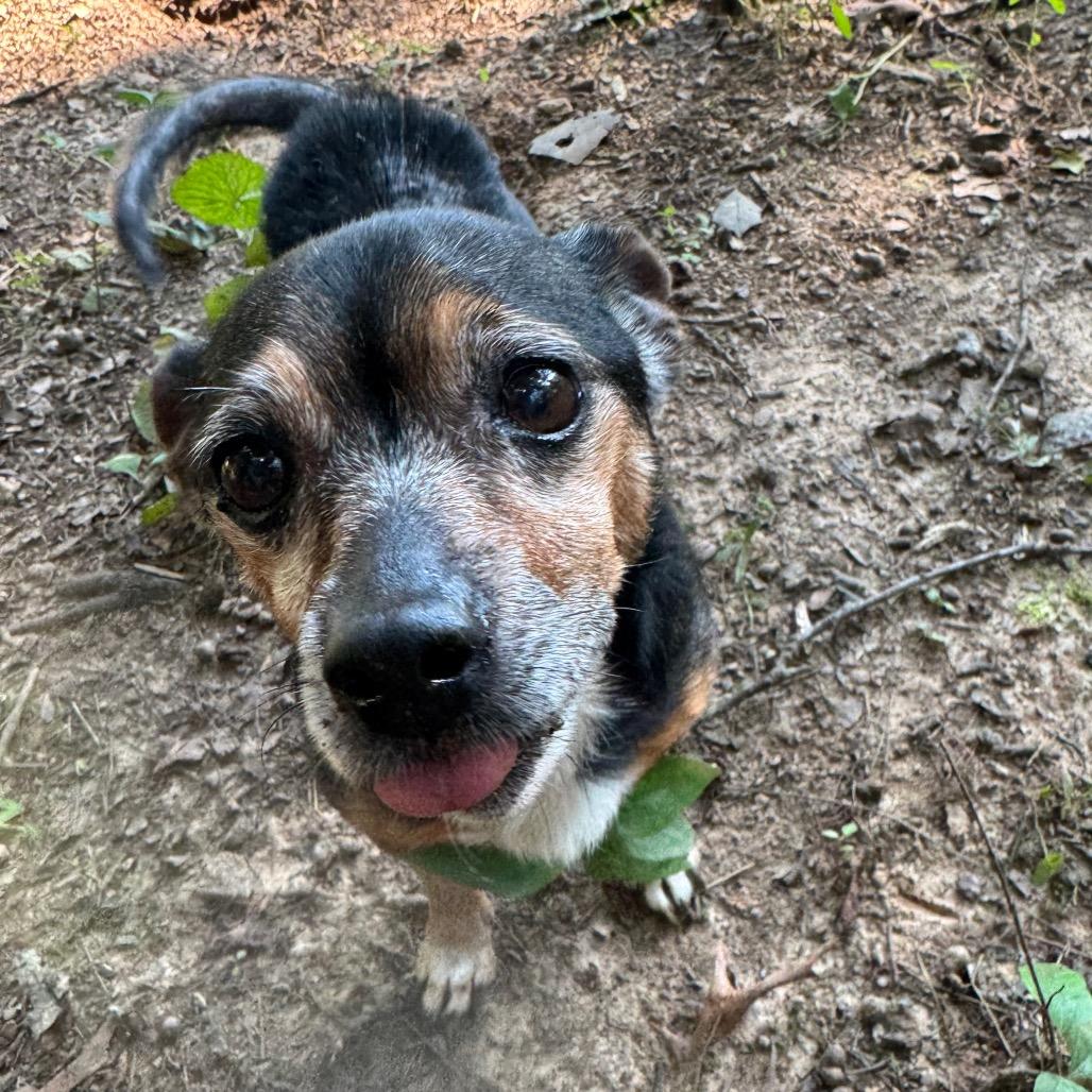 Crystal, Adoptable, Adult Female Chihuahua.