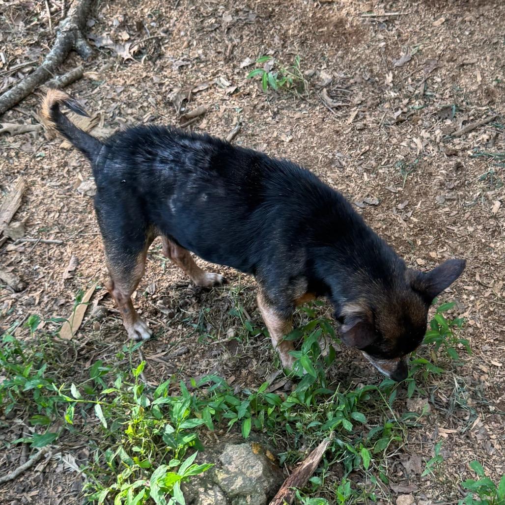 Crystal, a Adoptable Chihuahua in Blue Ridge, GA image 2/3