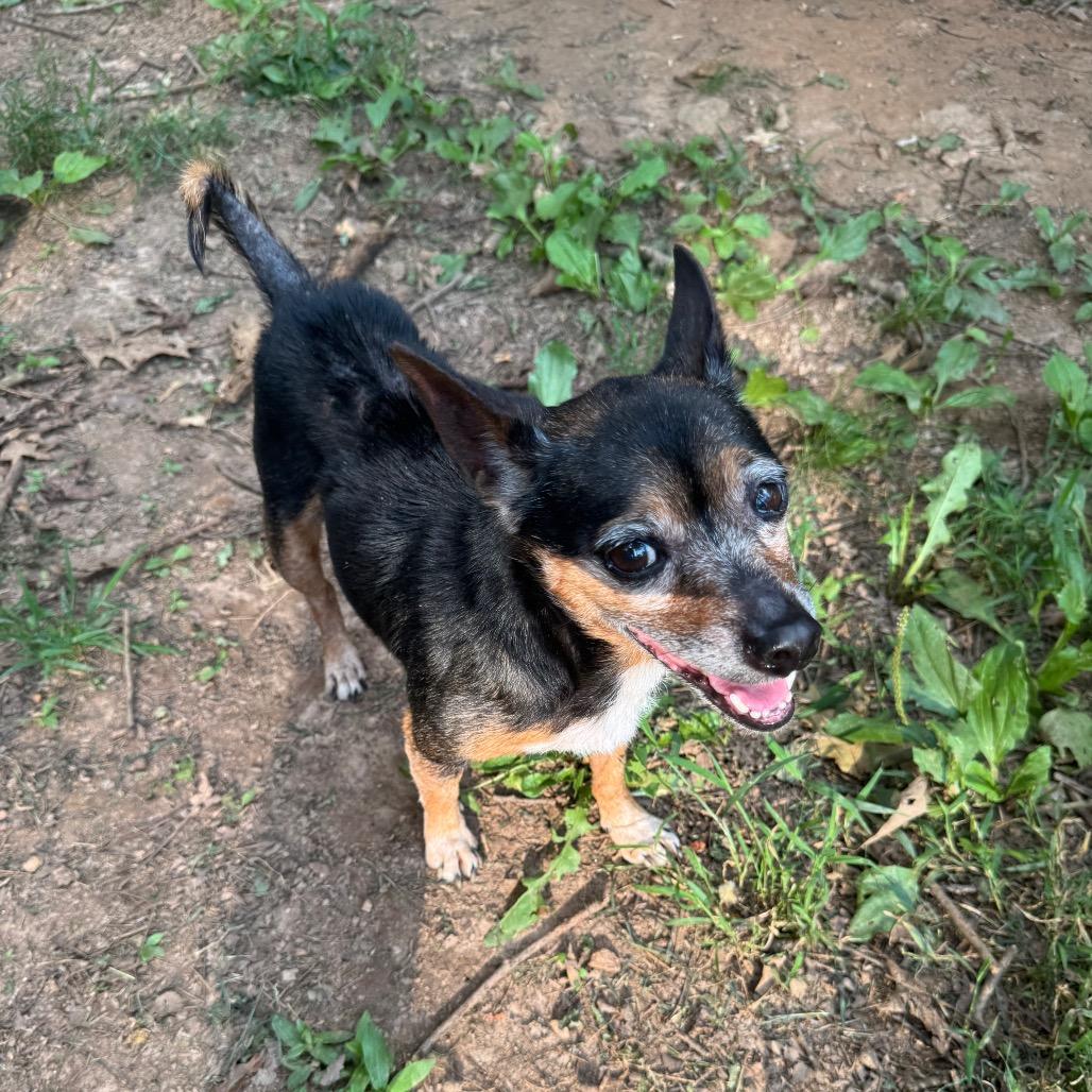 Crystal, a Adoptable Chihuahua in Blue Ridge, GA image 3/3