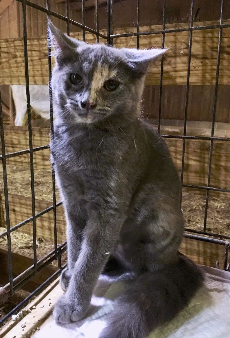 Enlarge Terra, a Adoptable Domestic Short Hair in Stuart, VA image 1/2