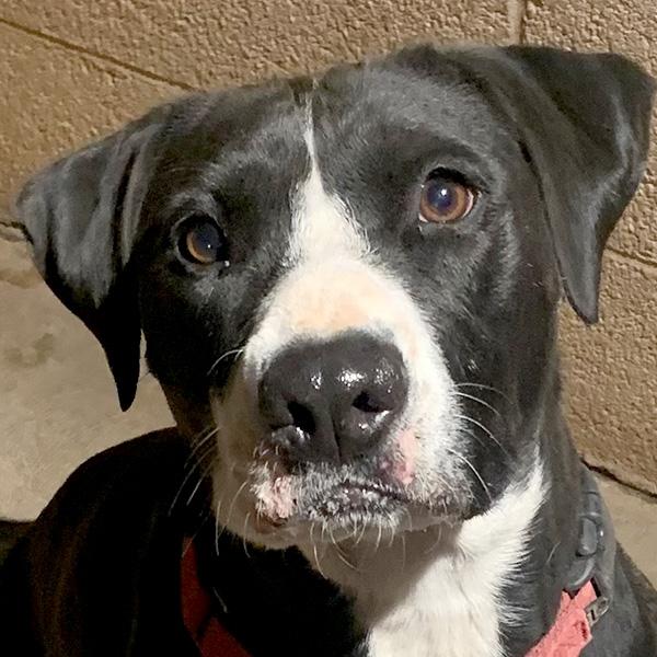 Shelby, Adoptable, Young Female American Staffordshire Terrier.