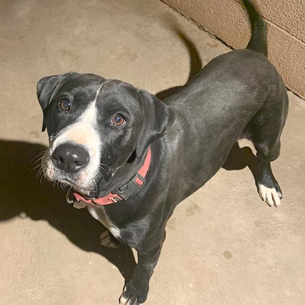 Shelby, a Adoptable mixed breed in Phoenix, AZ image 2/4
