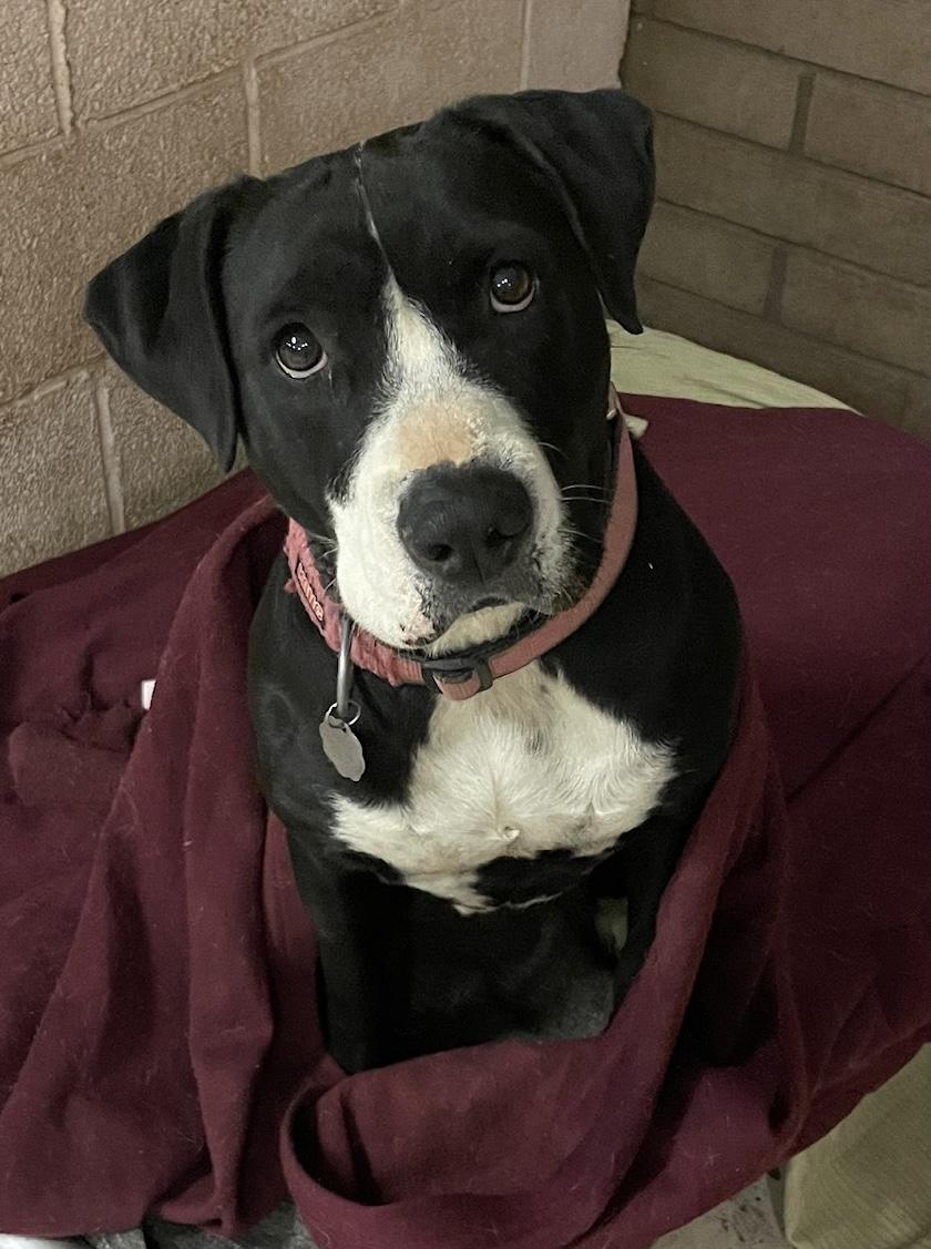 Shelby, a Adoptable mixed breed in Phoenix, AZ image 4/4