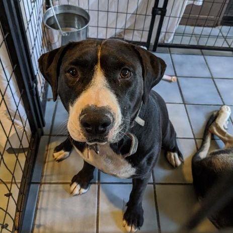 Shelby, a Adoptable mixed breed in Phoenix, AZ image 3/4