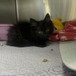 Soot Sprite, Adoptable, Kitten Male Domestic Long Hair & Domestic Short Hair.
