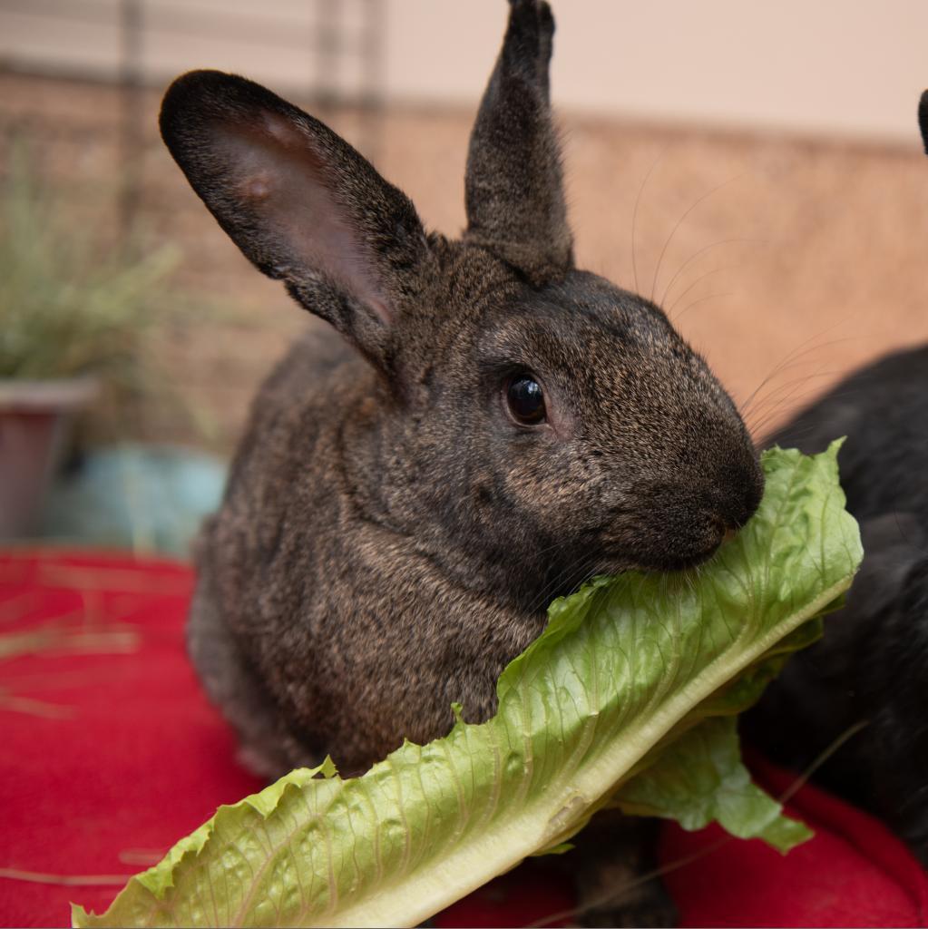 Felix, Adoptable, Senior Male American.