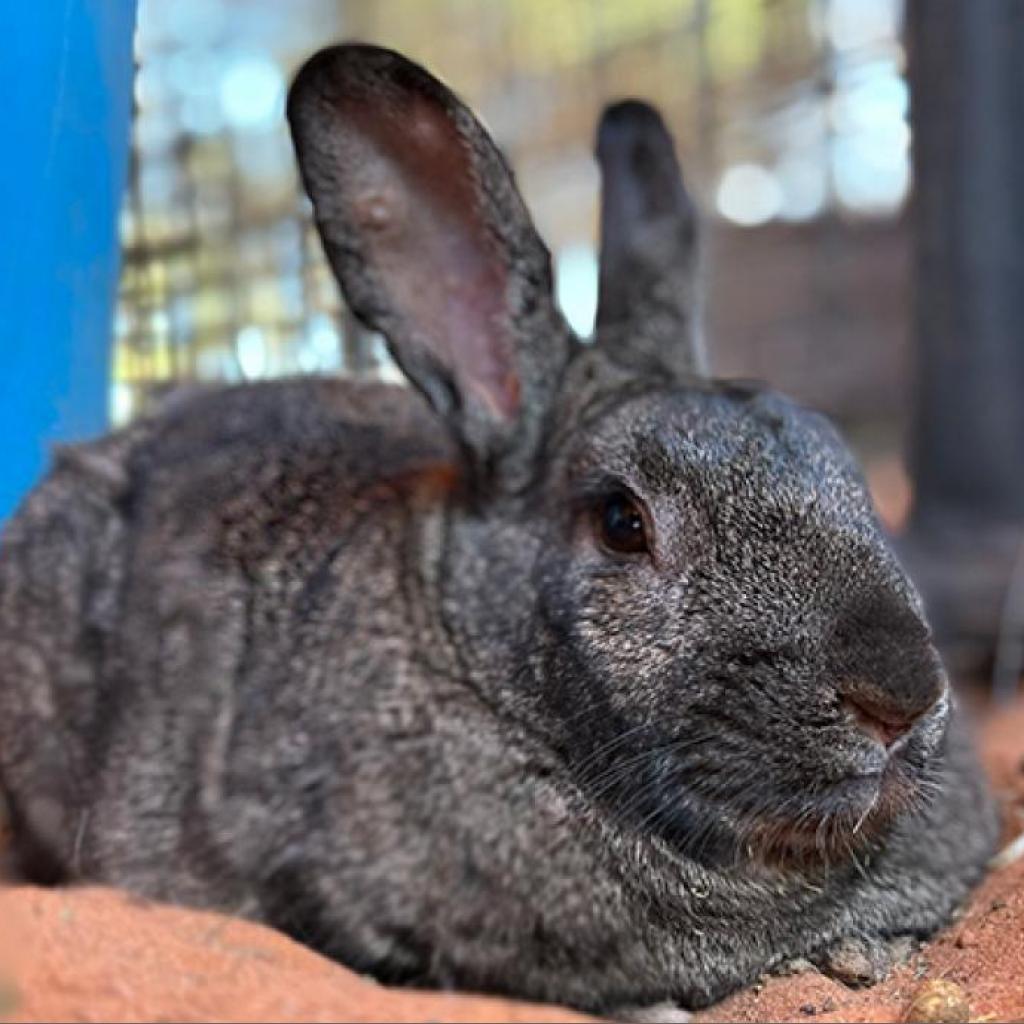 Enlarge Felix, a Adoptable American in Kanab, UT image 2/5