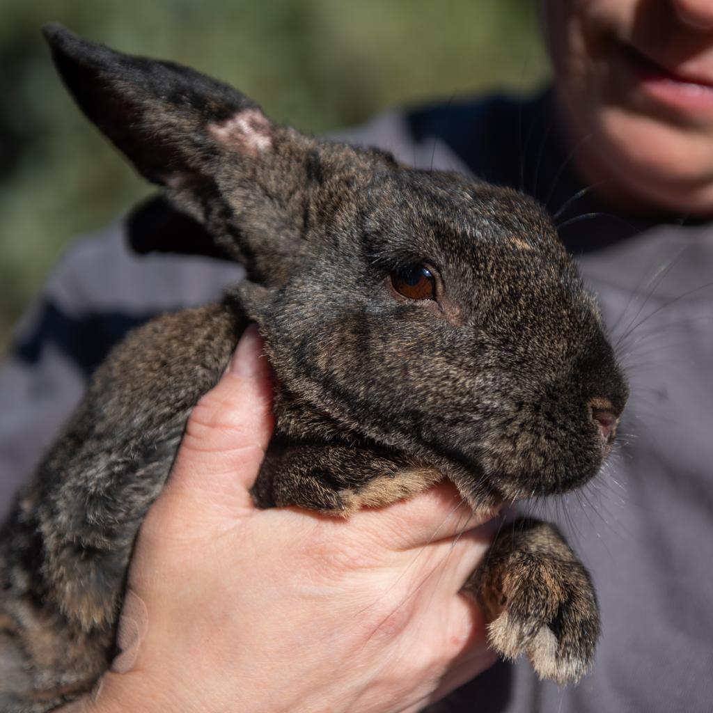 Enlarge Felix, a Adoptable American in Kanab, UT image 4/5