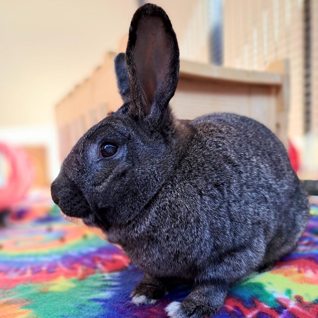 Enlarge Felix, a Adoptable American in Kanab, UT image 5/5