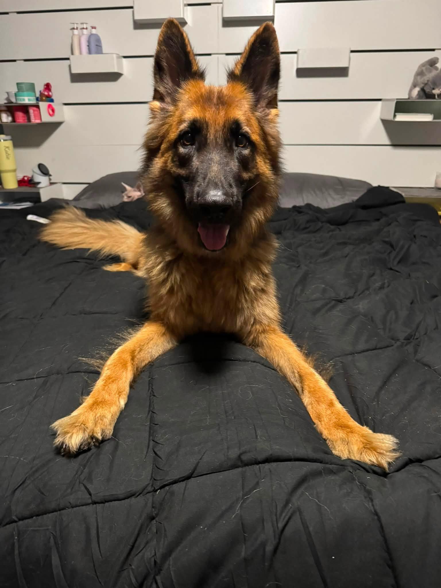 Enlarge Koda, an adopted German Shepherd Dog in Chesterfield, MO image 2/2