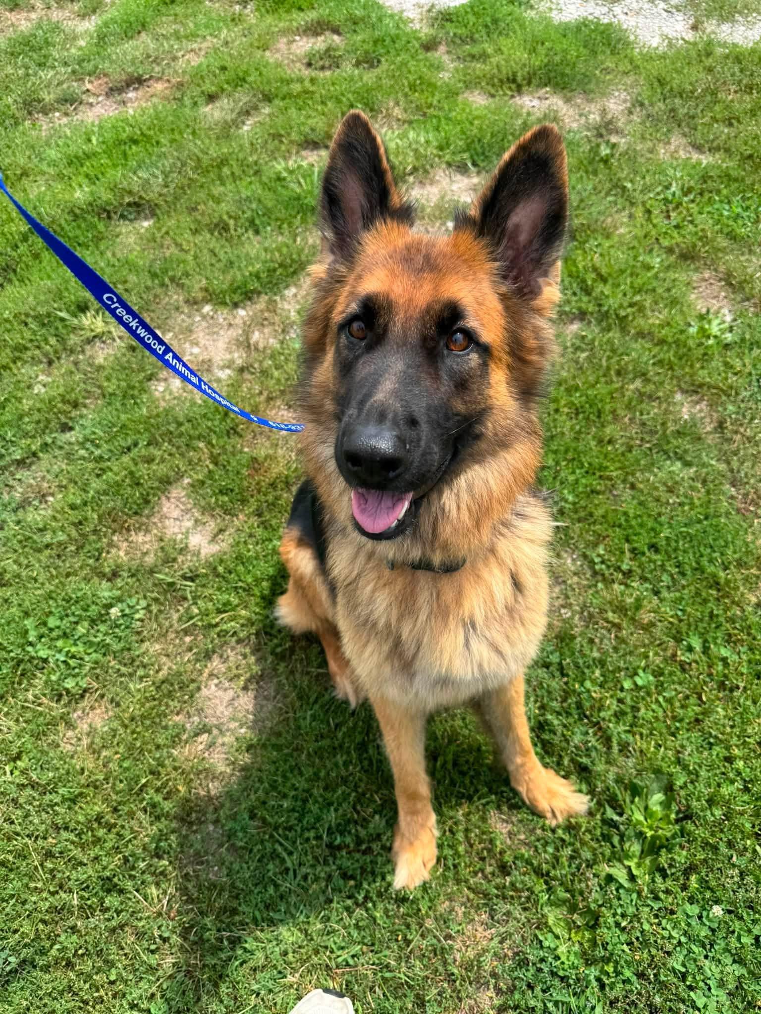 Koda, adopted, Adult Male German Shepherd Dog.