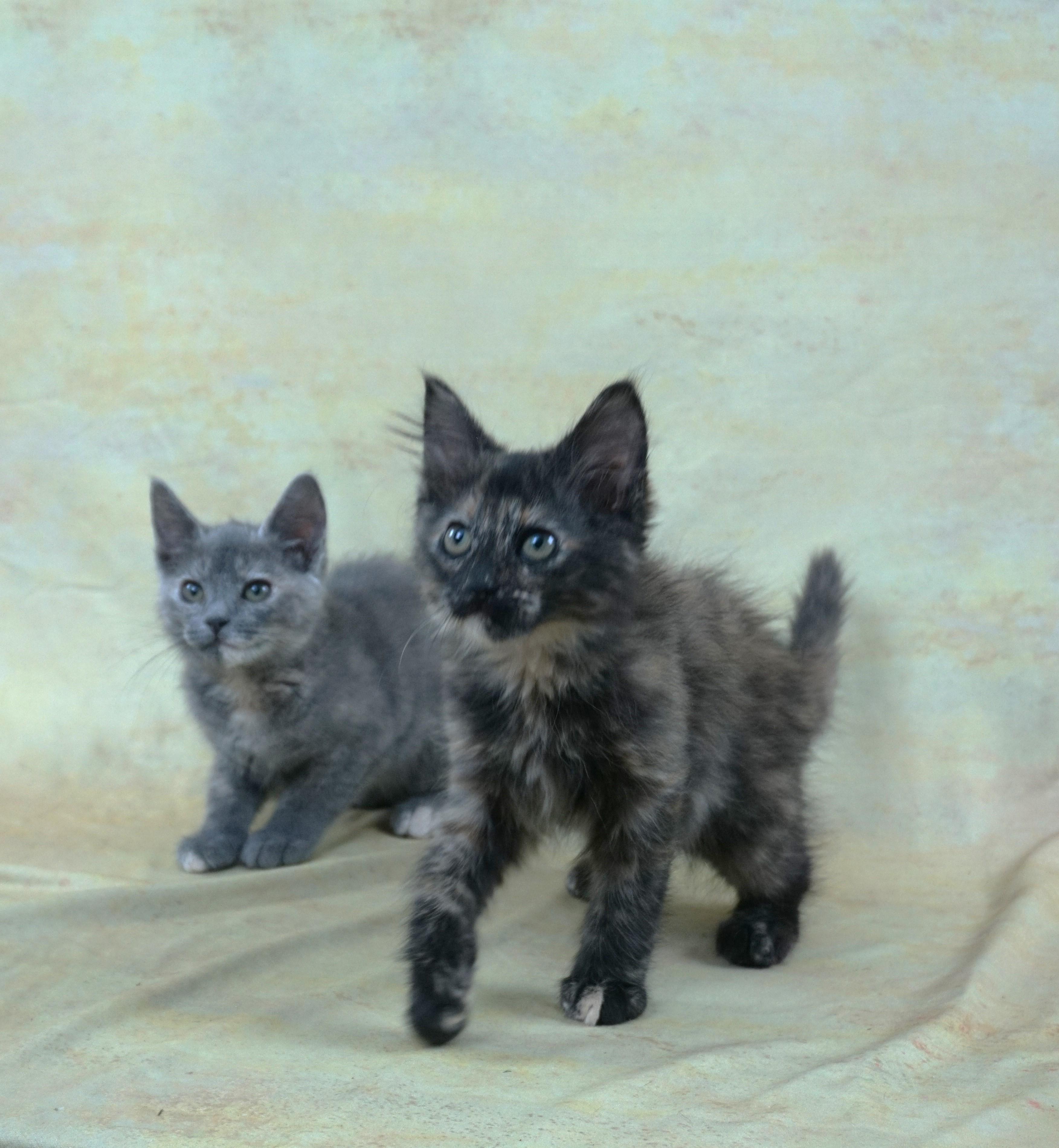 Enlarge KEHLANI AND KEDARAKE - TWO GREAT GIRLS TOGETHER, an adopted Domestic Short Hair in Plano, TX image 4/4