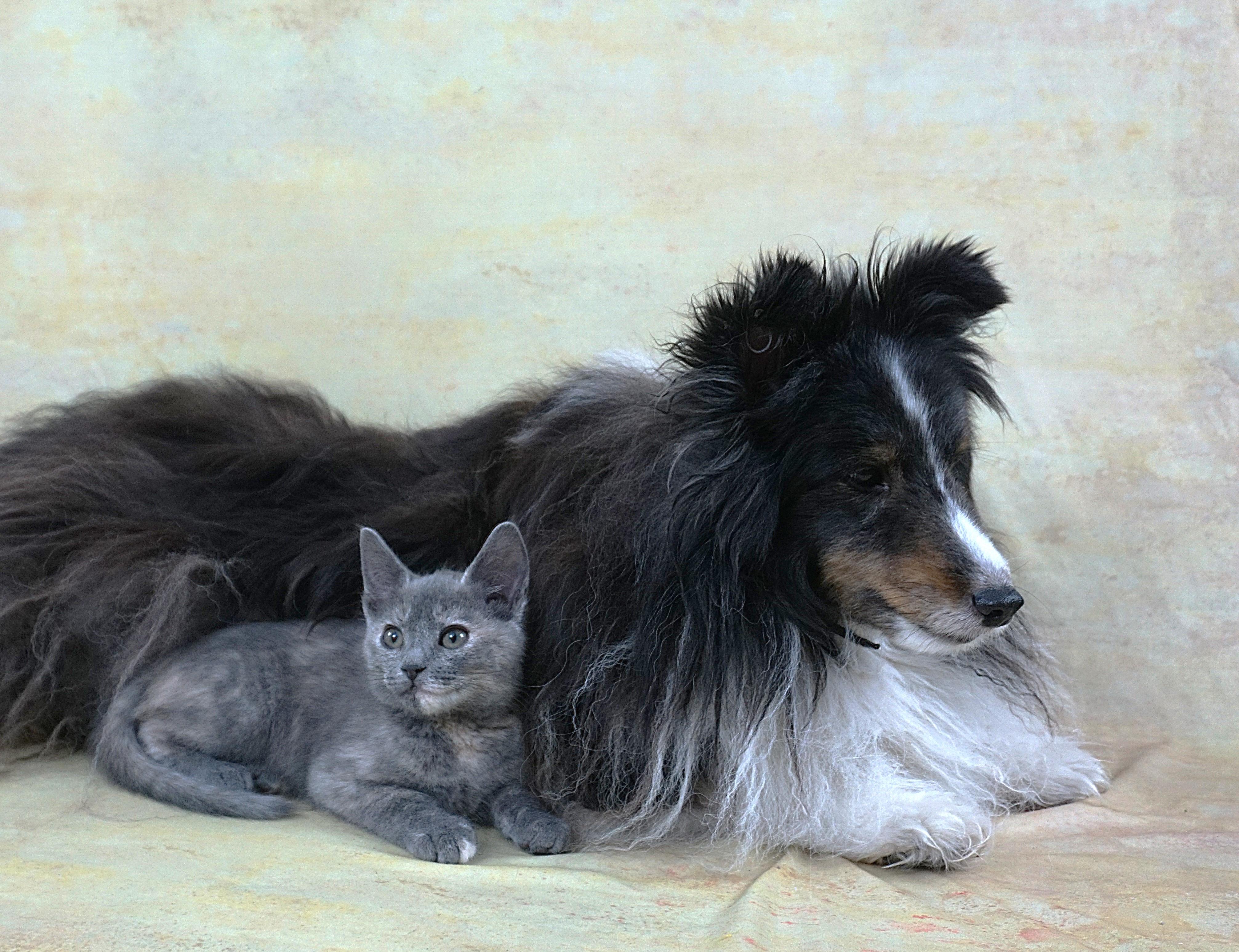 Enlarge KEHLANI AND KEDARAKE - TWO GREAT GIRLS TOGETHER, an adopted Domestic Short Hair in Plano, TX image 2/4