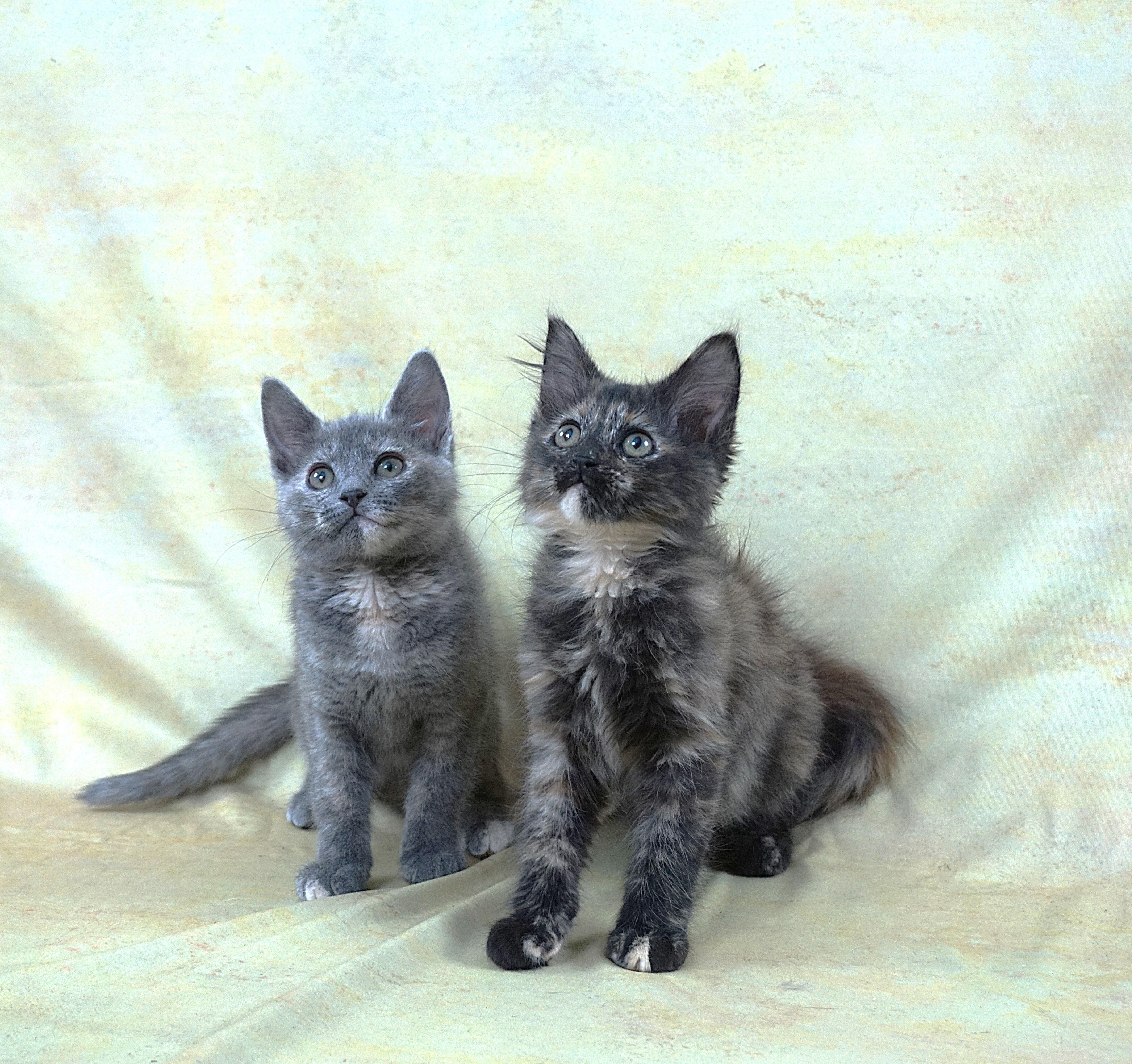 Enlarge KEHLANI AND KEDARAKE - TWO GREAT GIRLS TOGETHER, an adopted Domestic Short Hair in Plano, TX image 1/4