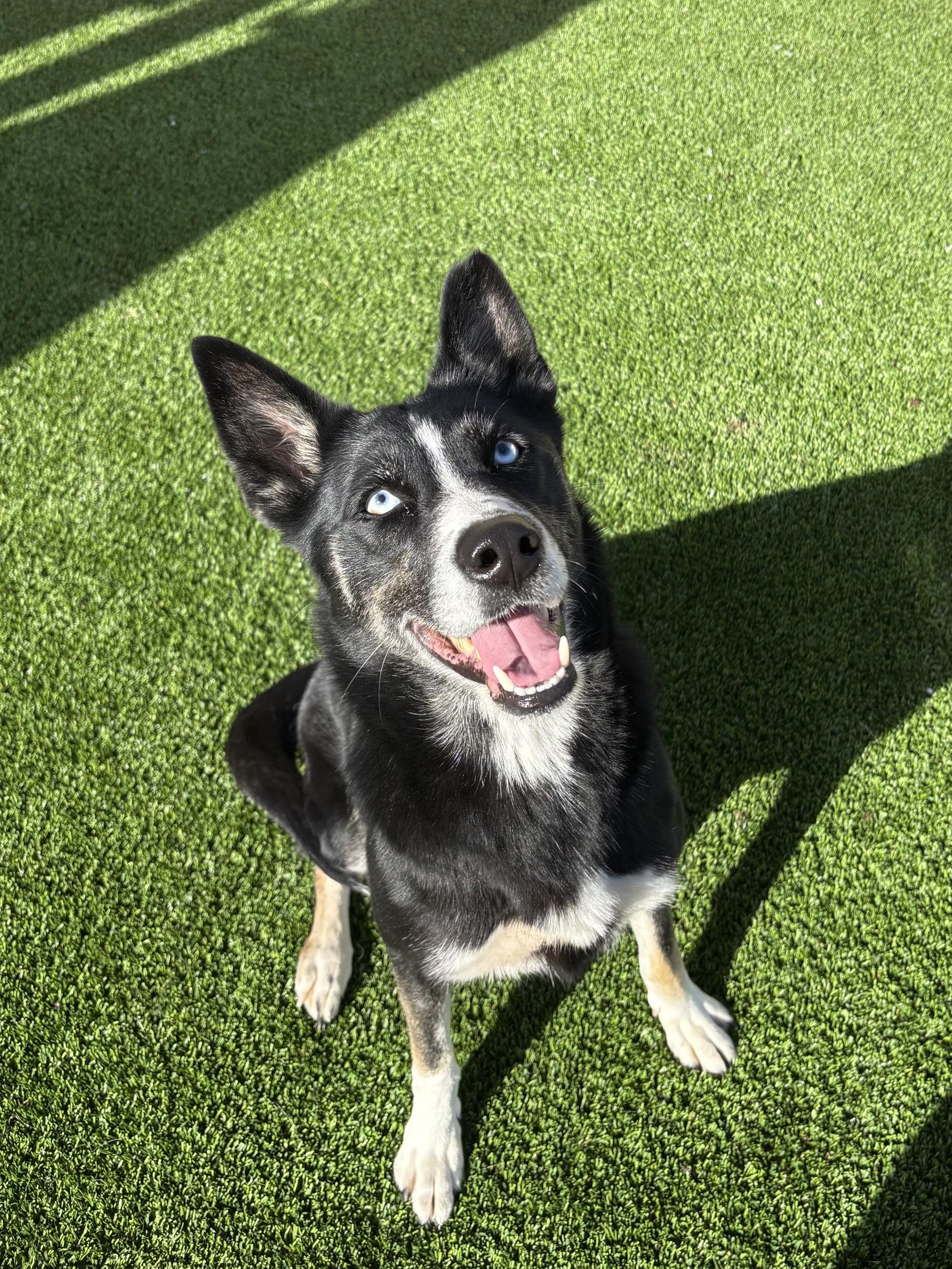 Jingles, ADOPTABLE, Young Female Husky.