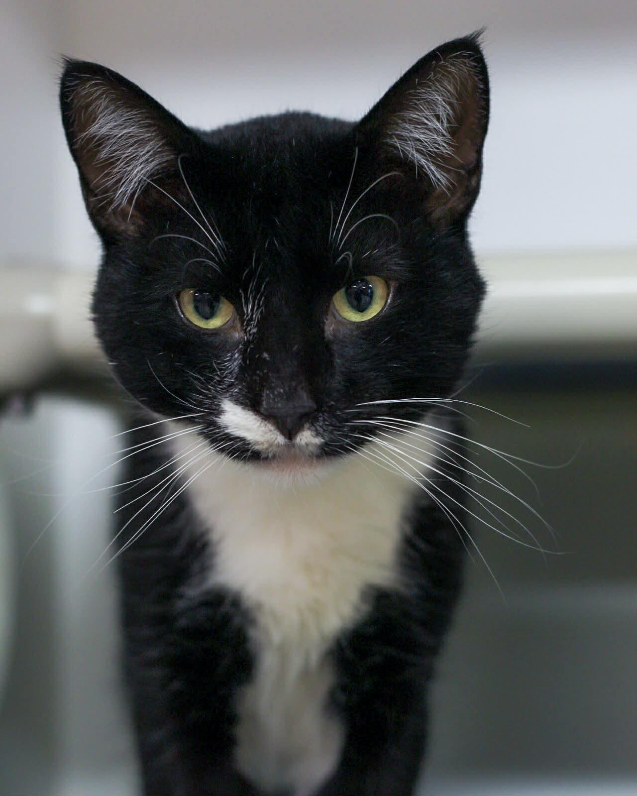PESO (0140), Adoptable, Adult Male Domestic Short Hair.